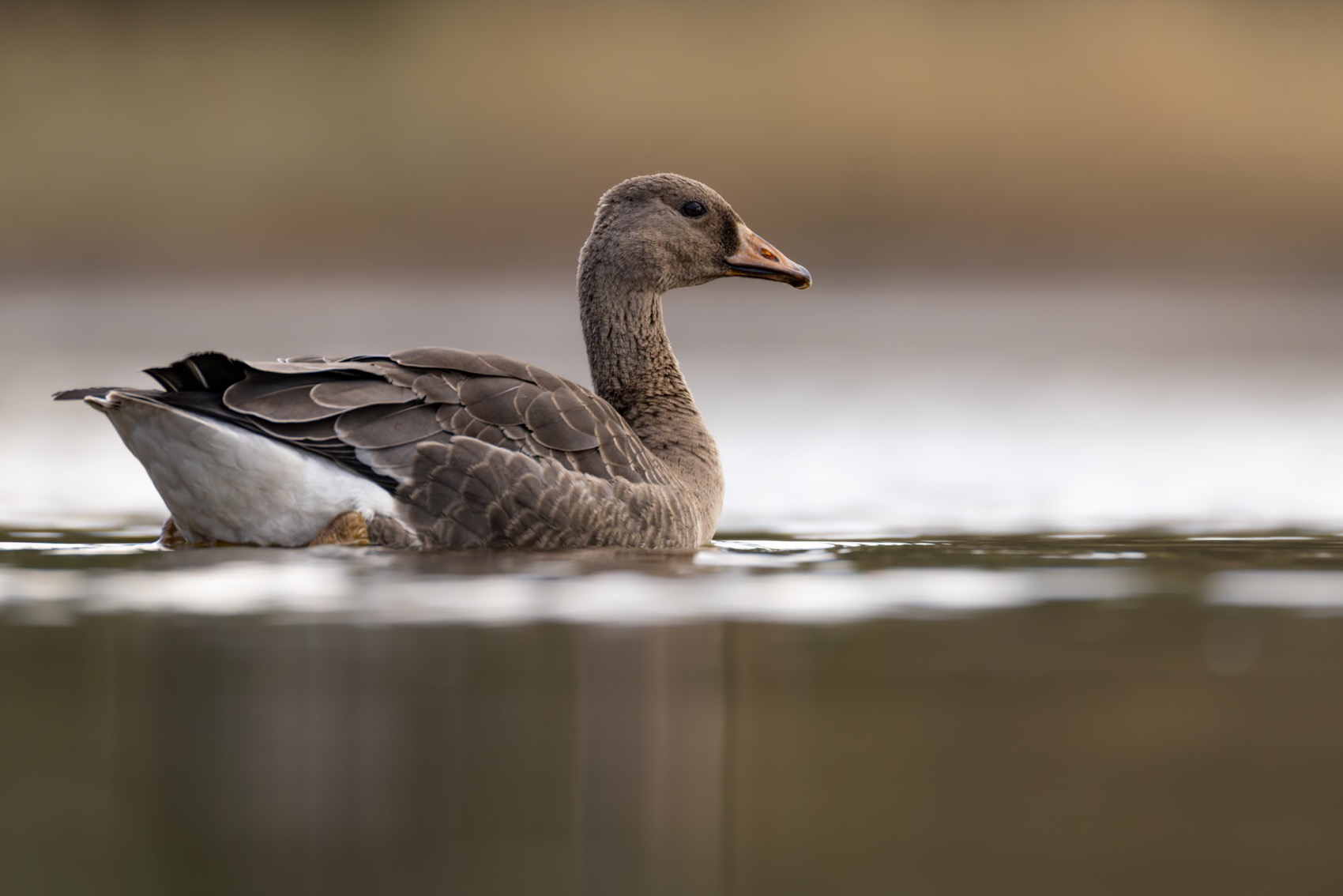 гусь, белолобый гусь, птицы, Ruslan Pl