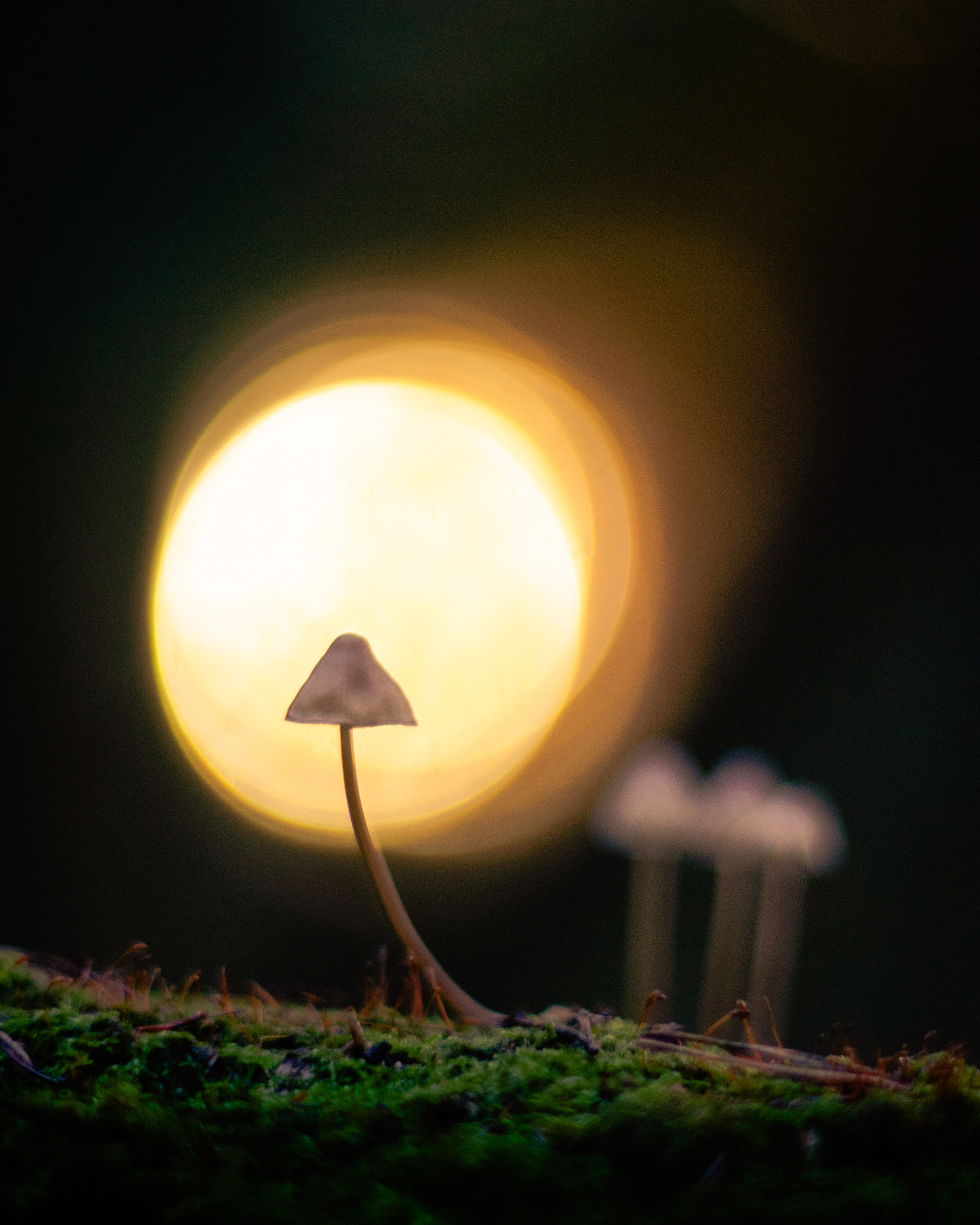 , Вайсберг Александр