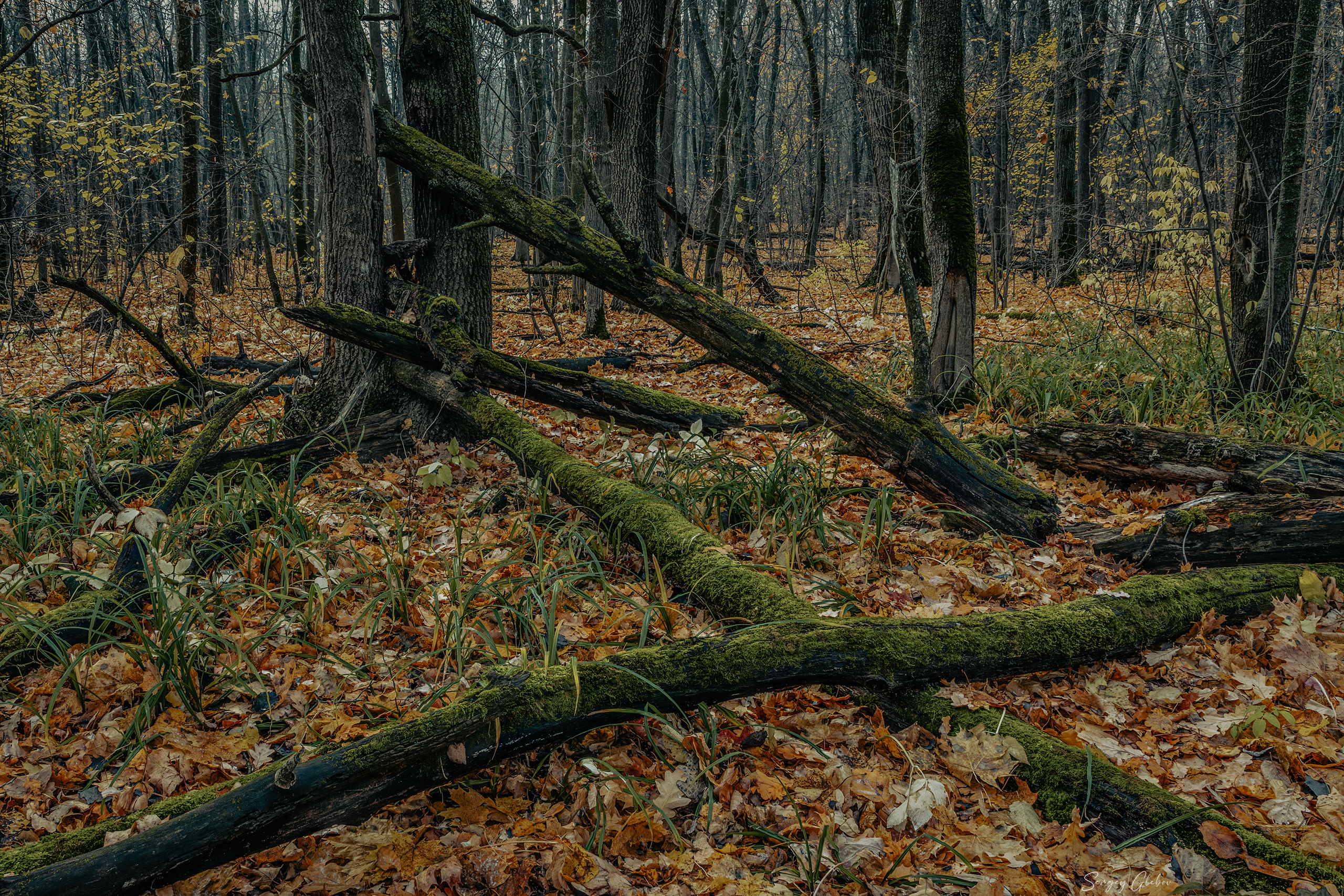 , Глебов Сергей