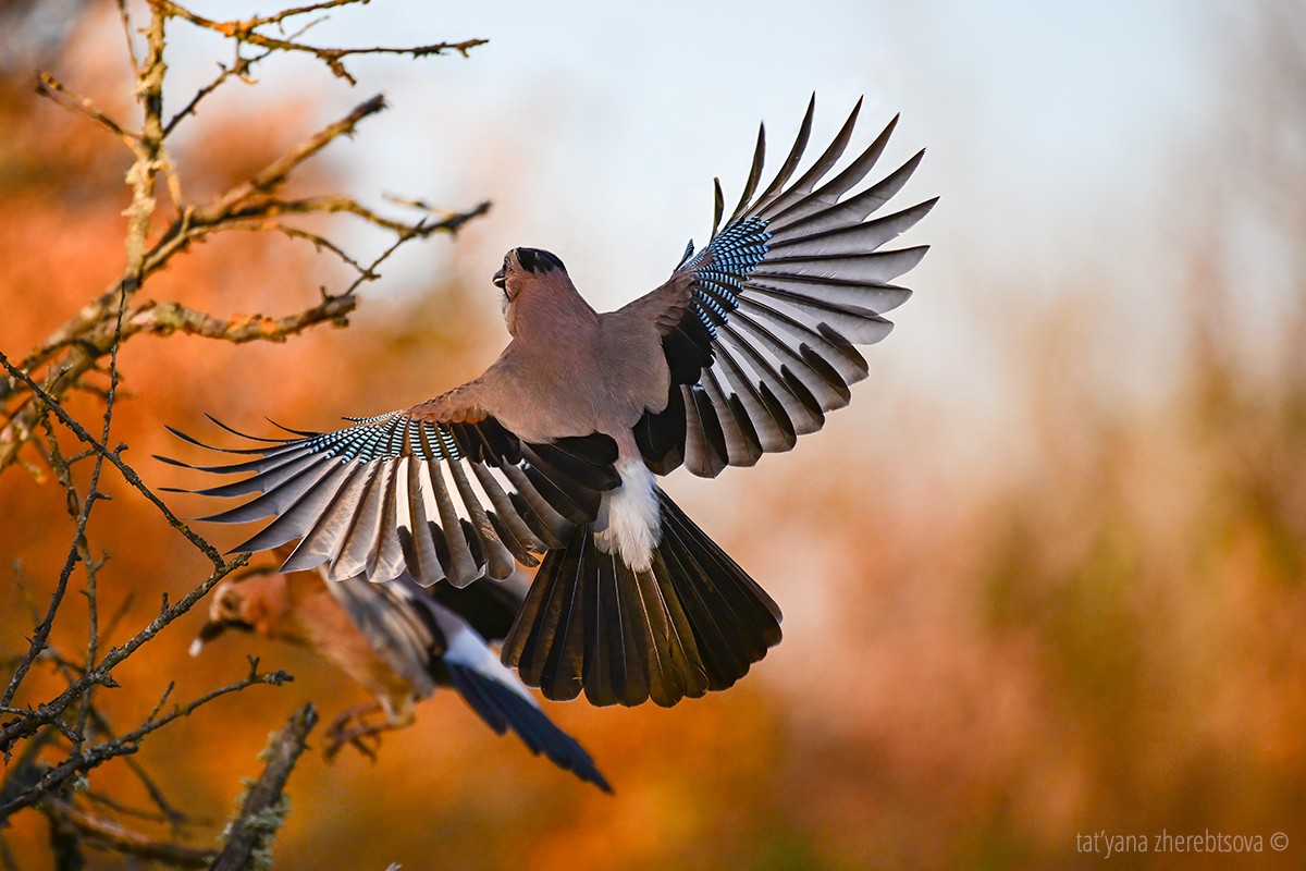 , Татьяна Жеребцова