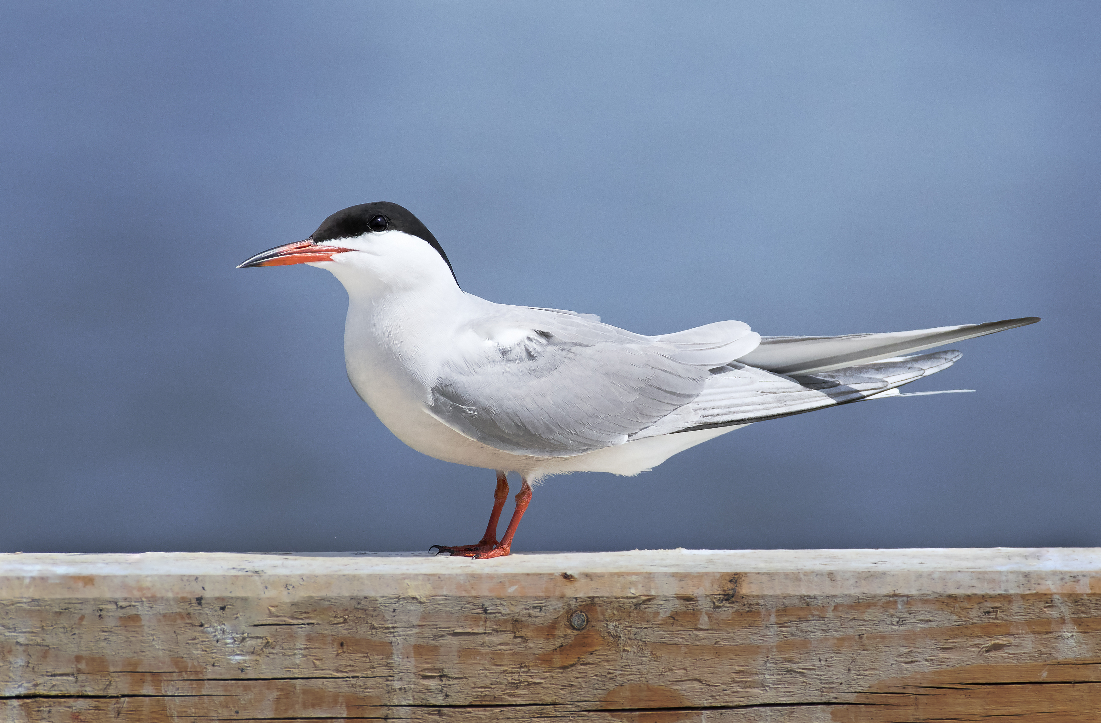 речная крачка, common tern, Sterna hirundo, птица, дикая природа, tern, водоплавающая птица, берег, река, озеро, водоём, birdwatching, wildlife, bird photography, крачка, black cap, natural habitat, Полина Шальнева