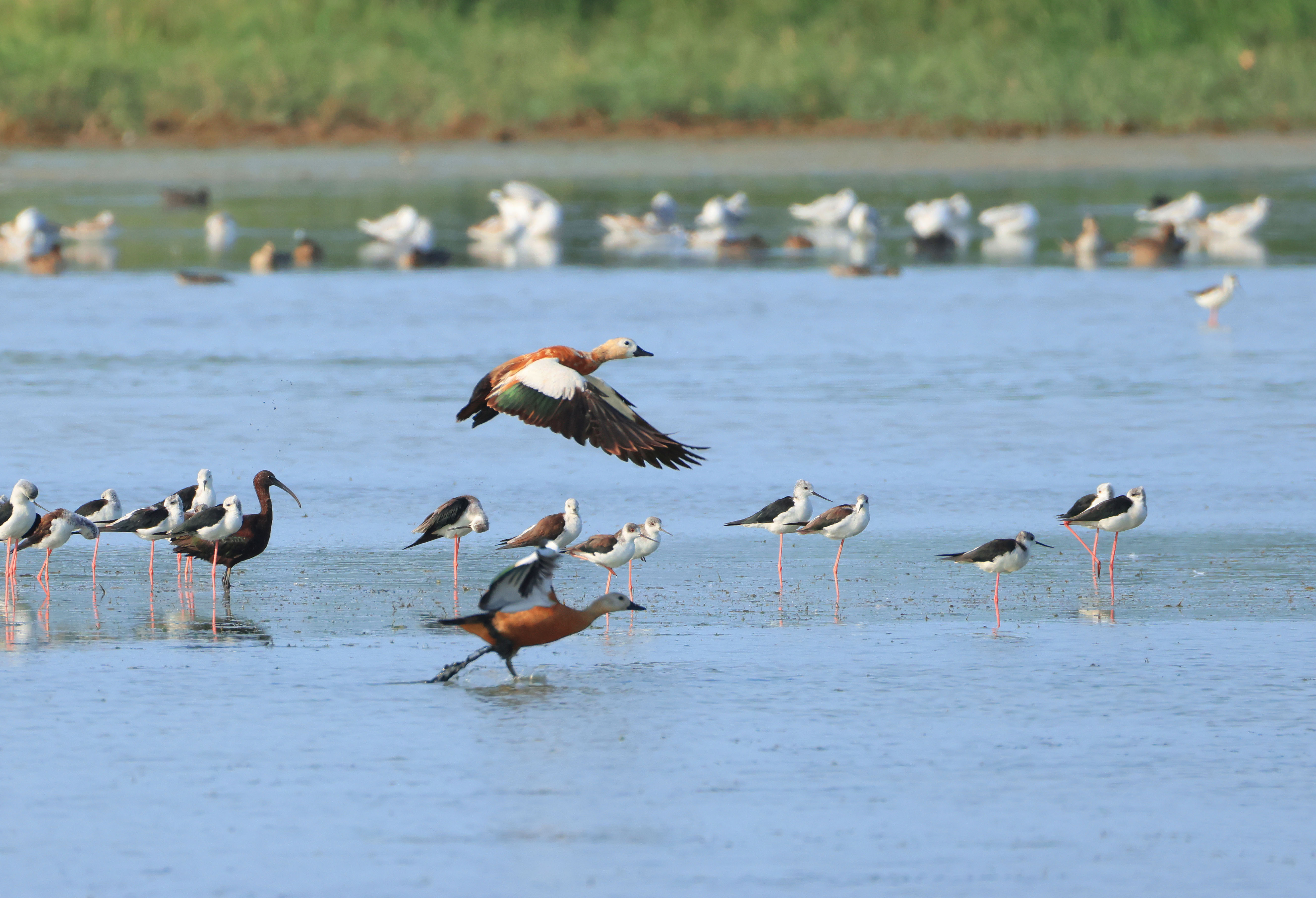 озеро аджи папас,птицы,, Magov Marat