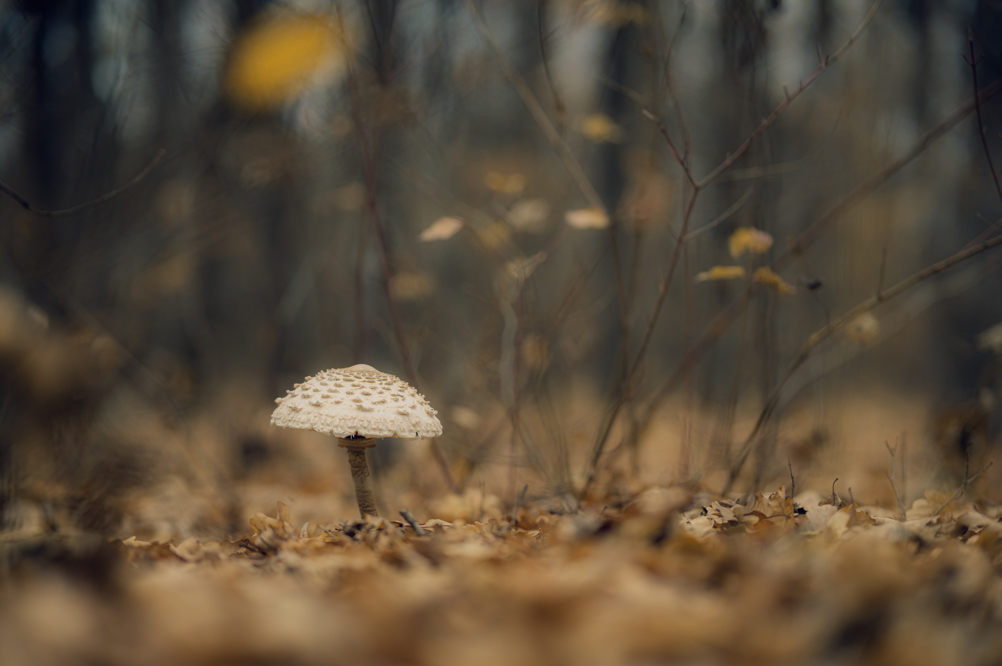 осень, гриб, макро, природа, лес, листья, спокойствие, одиночество, тишина, тон, земля, мягкий свет, сентябрь, октябрь, боке, натюр, золотой час, свет в лесу, Сухенко Олег