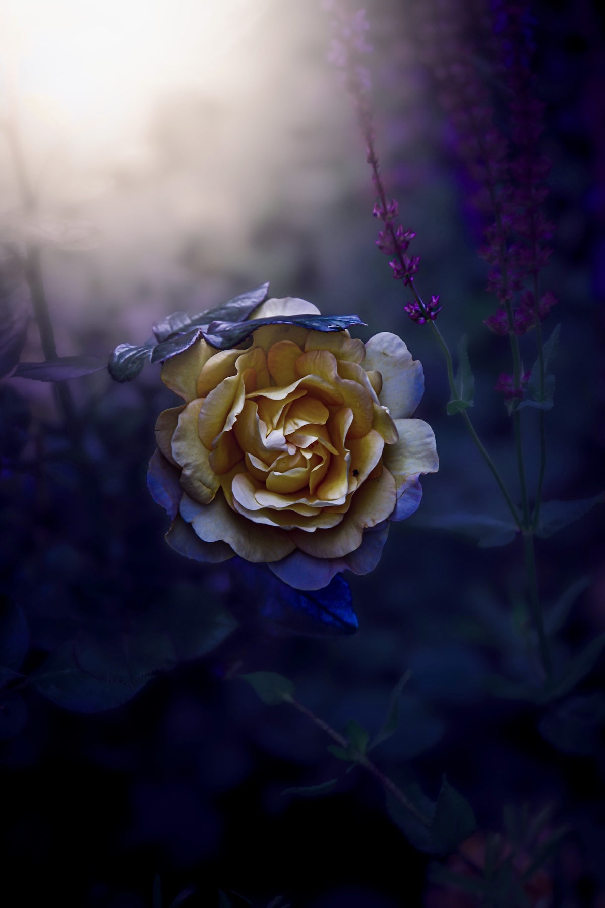 макро, macro, цветы, flower, лето, summer, роза, Julia Kaissa