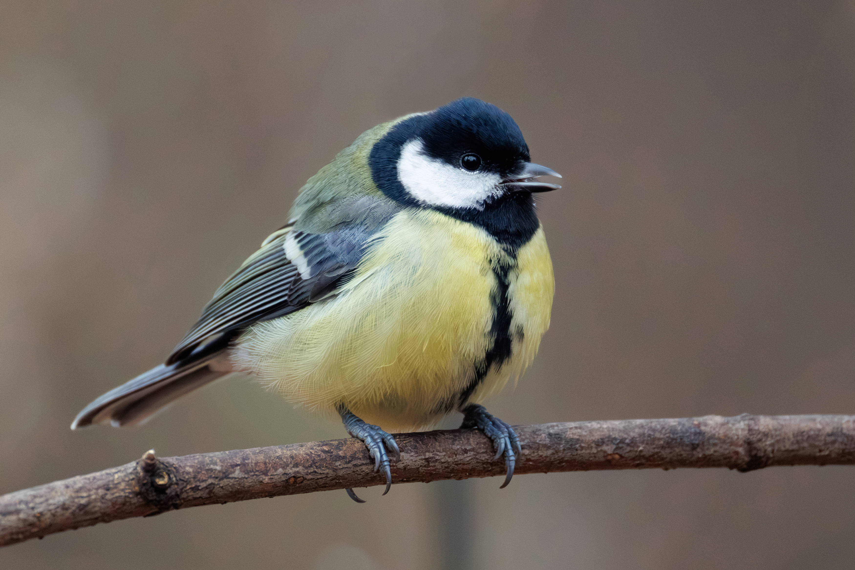 , ssmirs Сергей