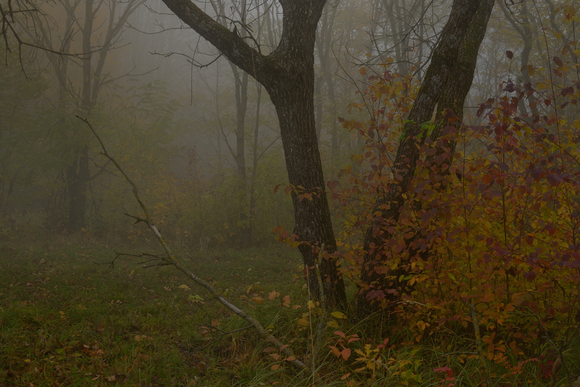 осень листва утро лес, Александр Жарников