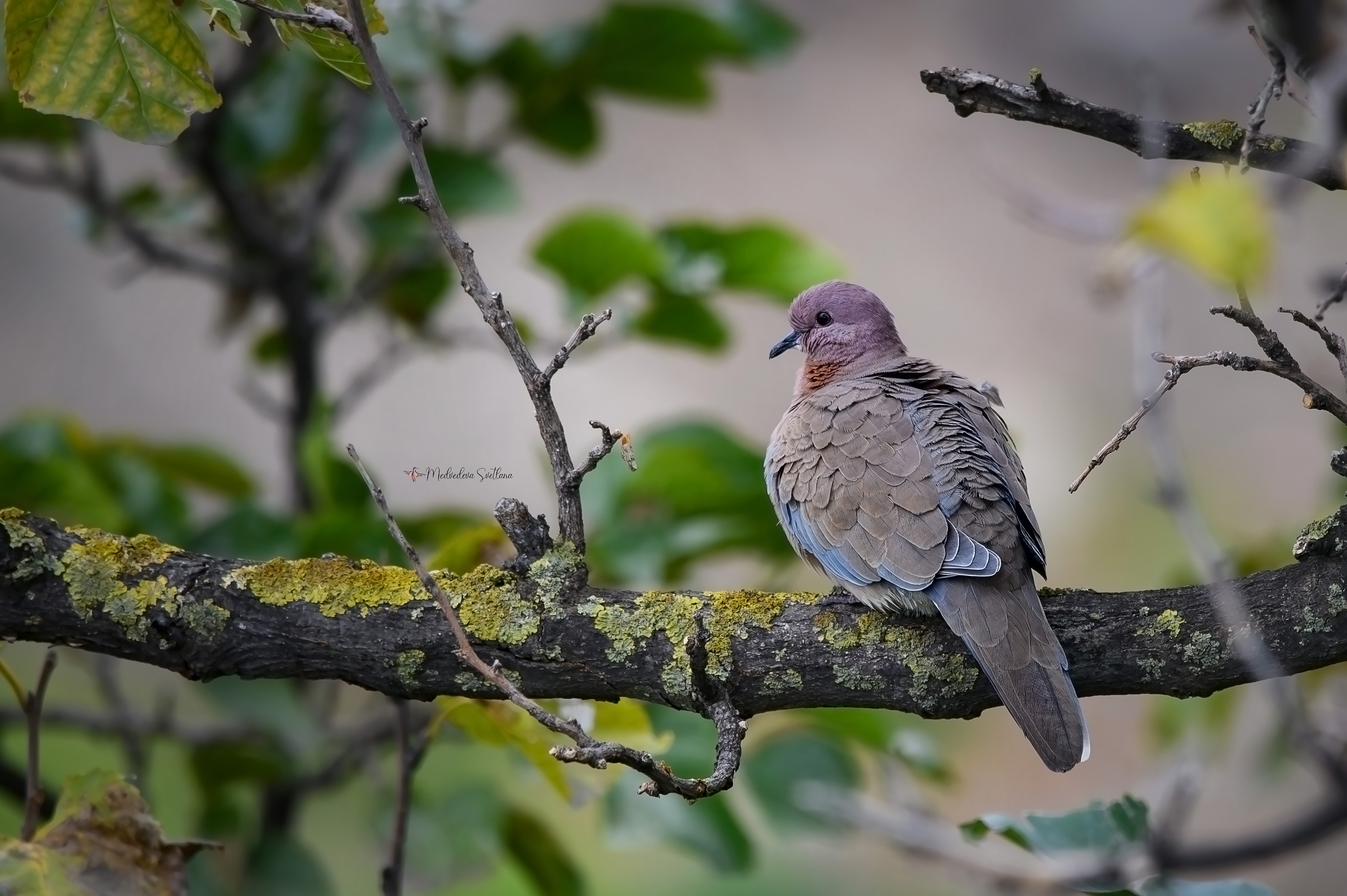 фотоохота, птица, горлица, осень, птицы, малая горлица, Медведева Светлана