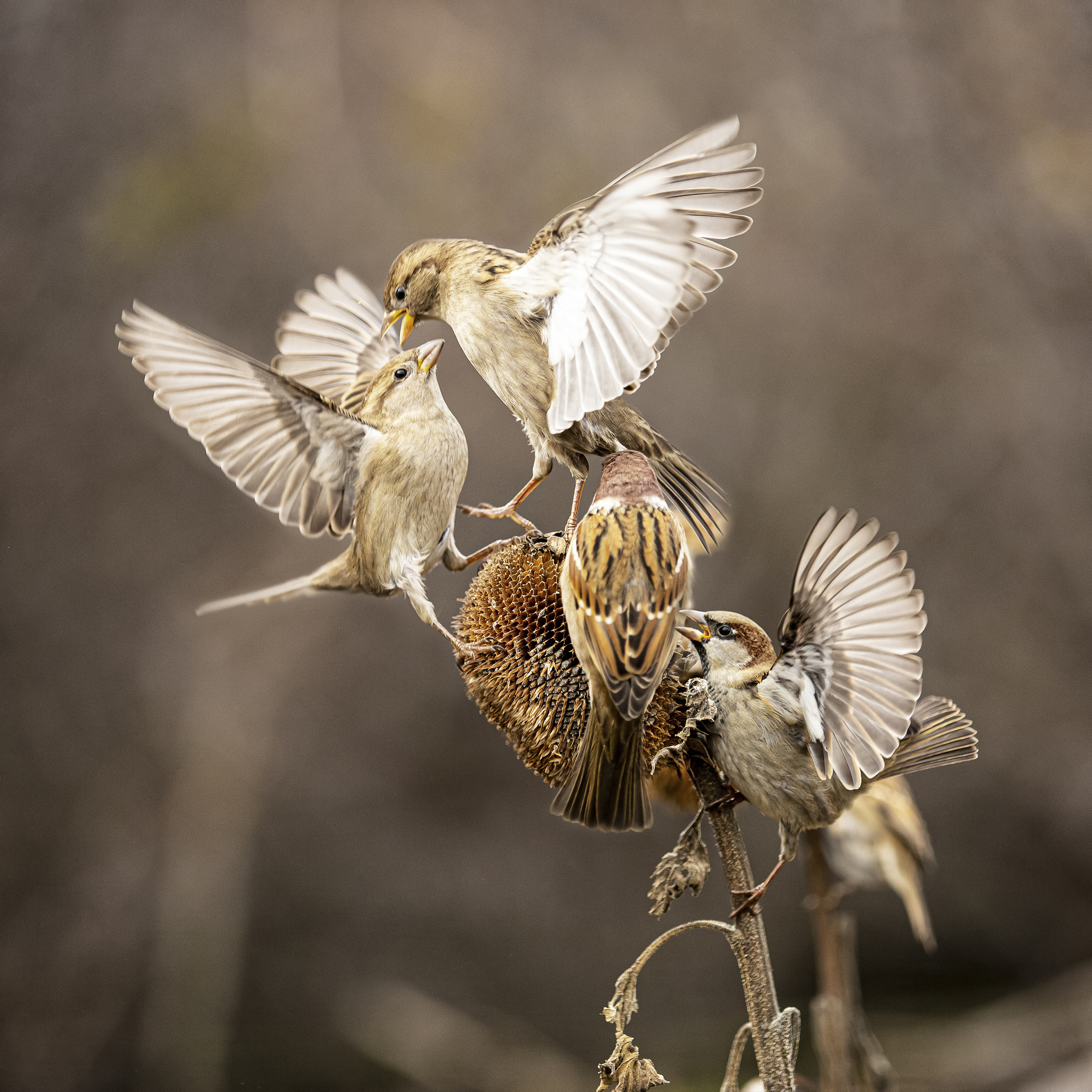 природа, Валерий Черняк
