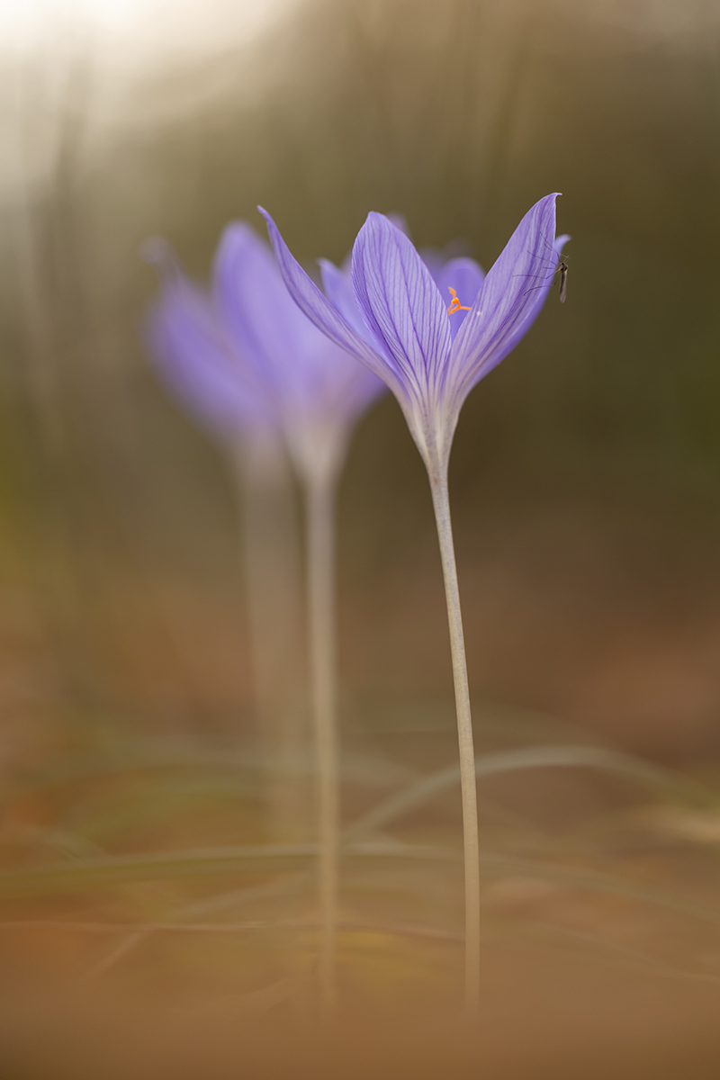 , Илья Михеев