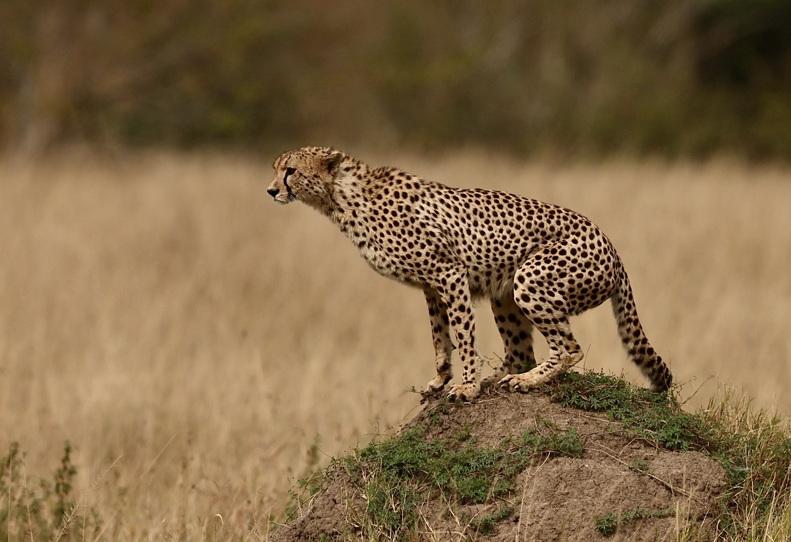 , Голубков Леонид