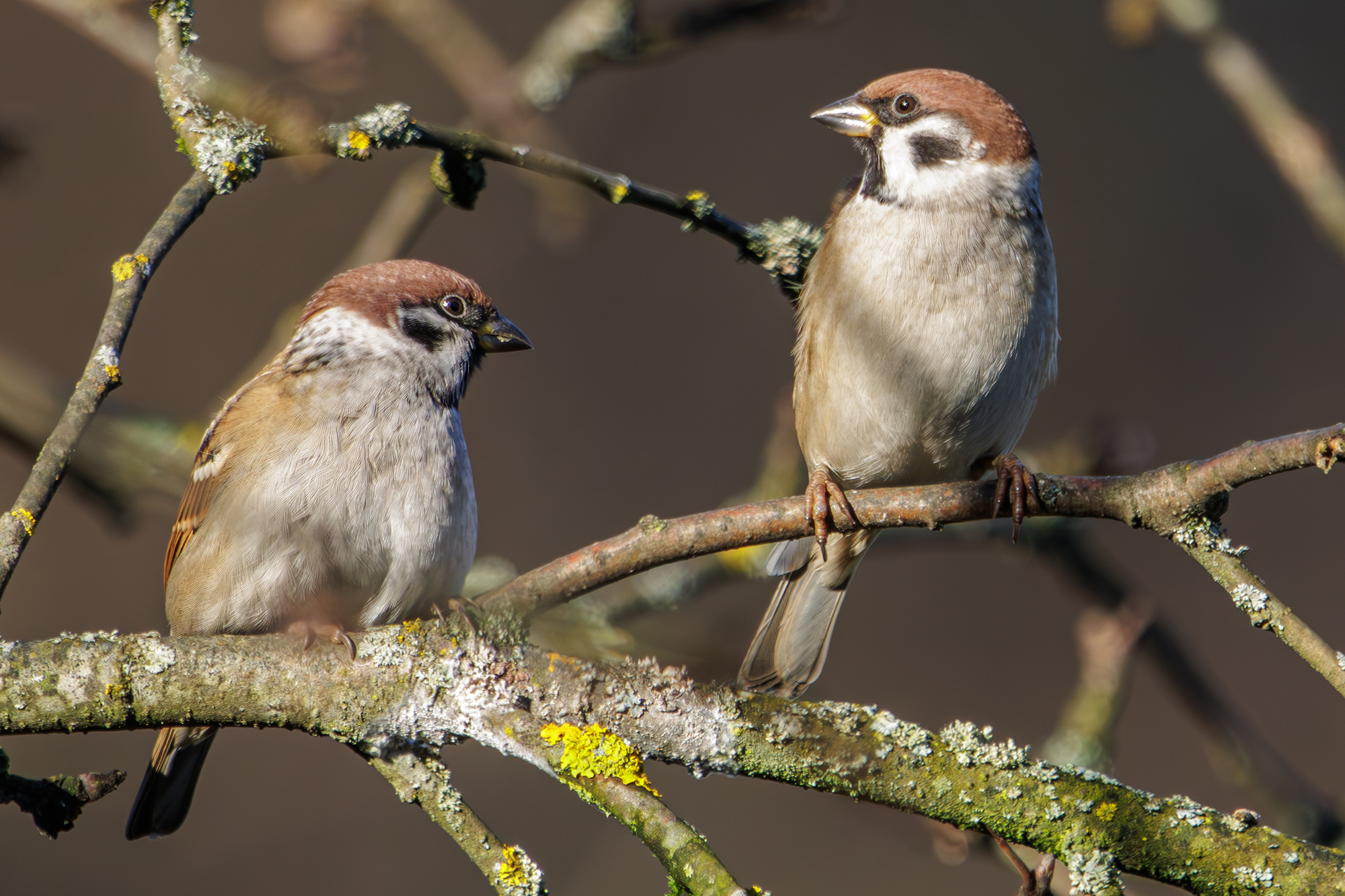 , Морозов Сергей
