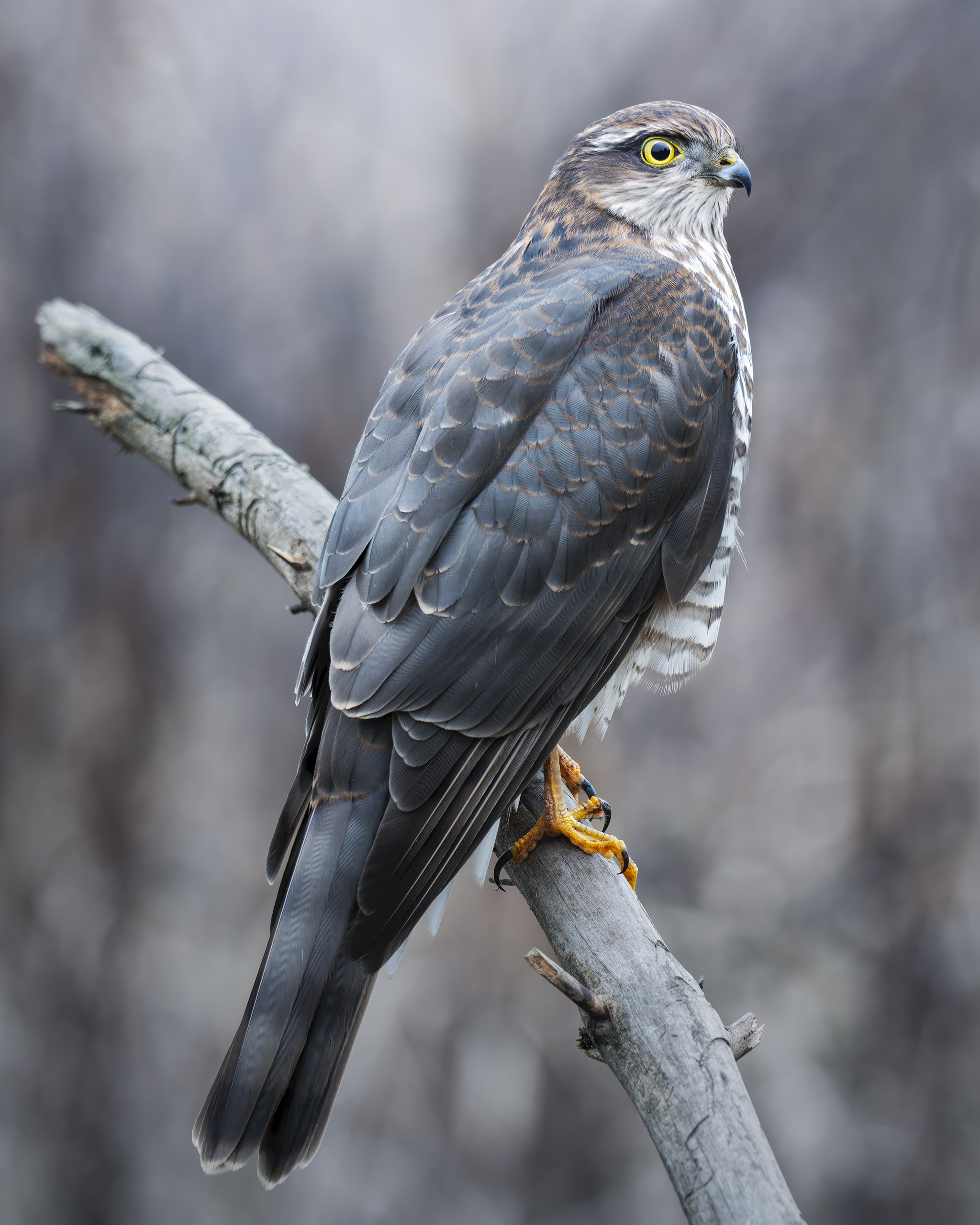 , Поляков Михаил