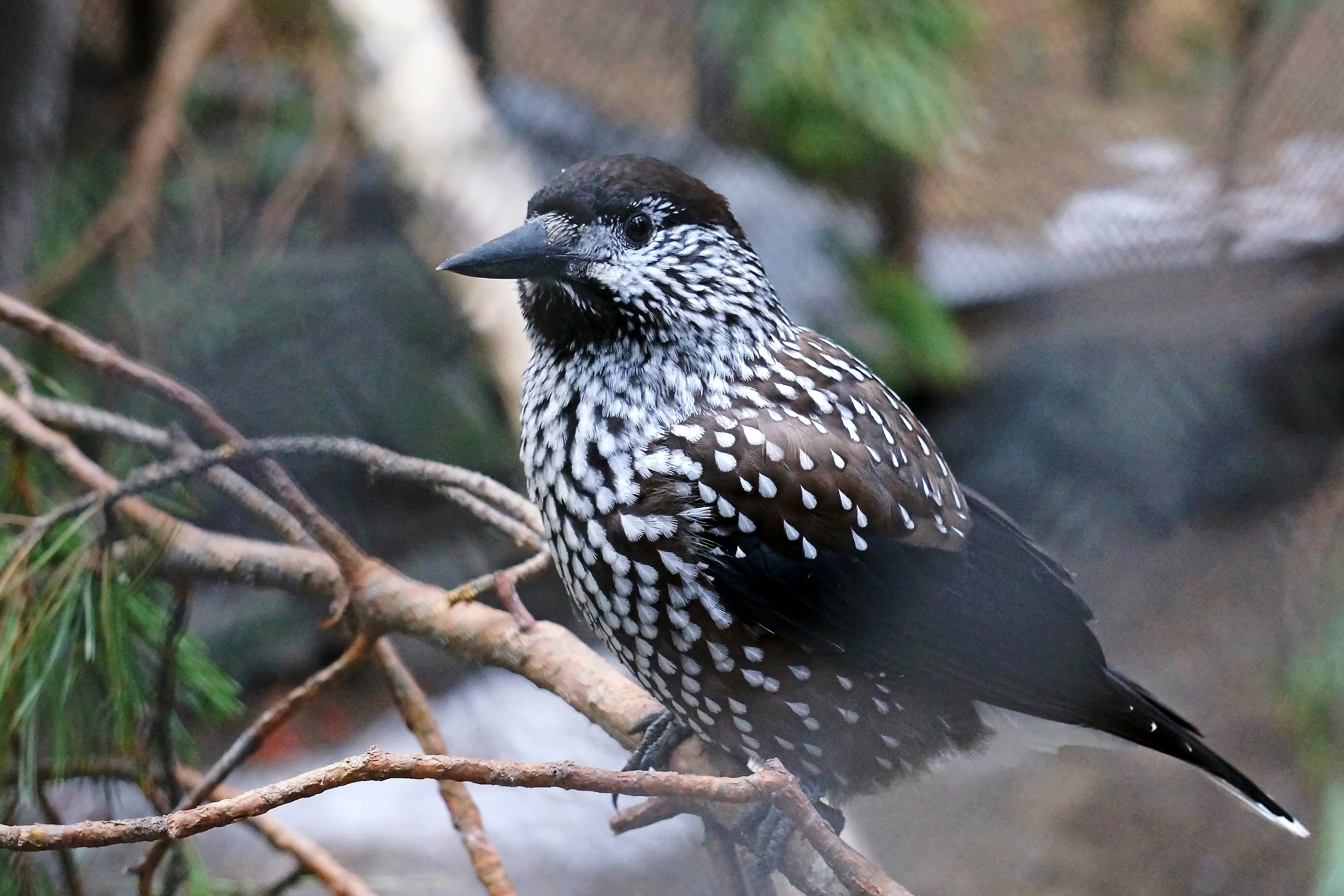птицы, кедровка, настоящие птицы, врановые, певчие воробьиные,,  Людмила