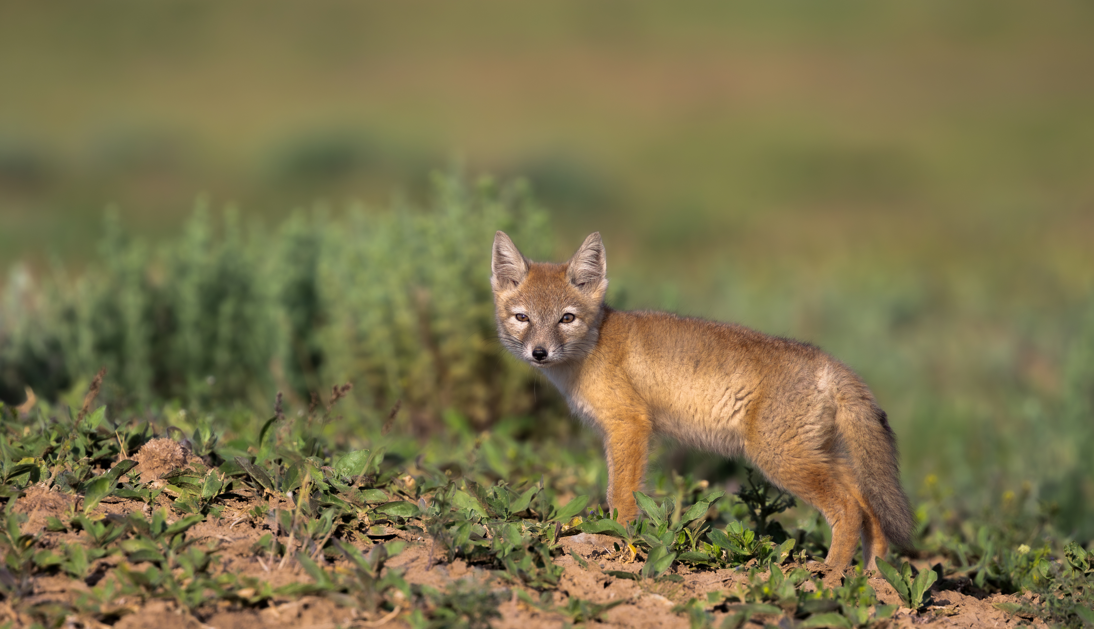 , Веревченко Михаил