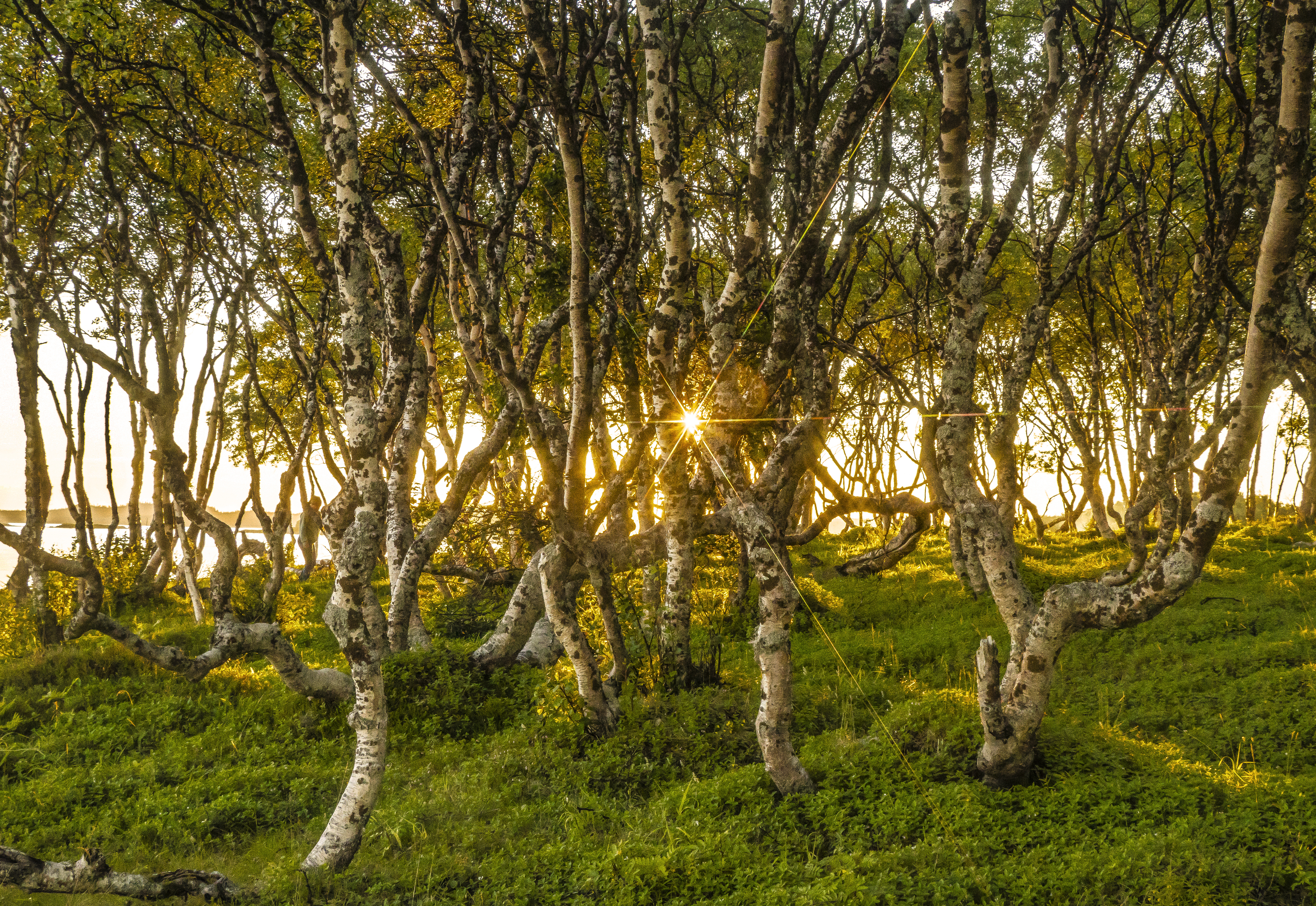 соловки, березки, вечер, солнце, галина новинская