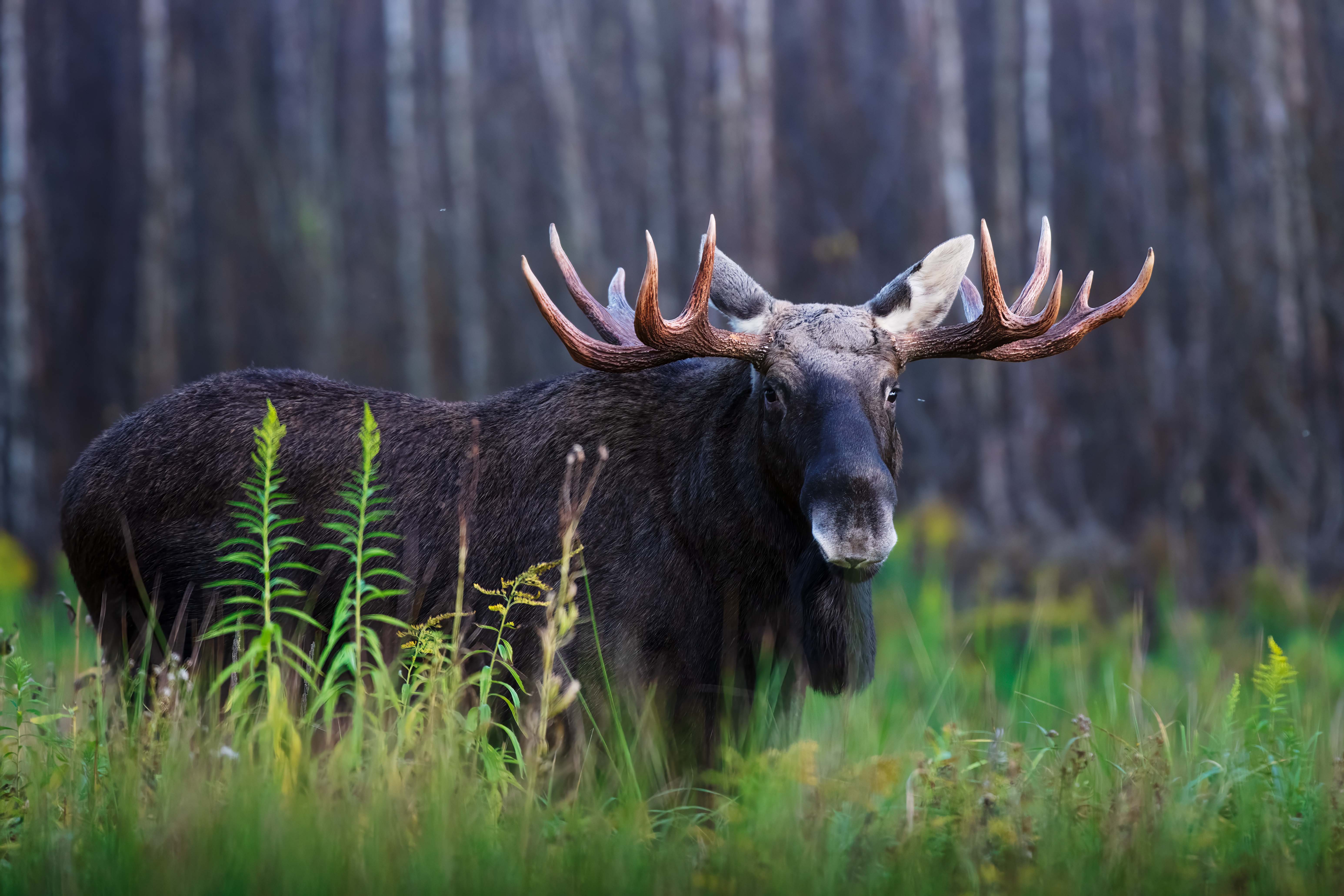 , Павел Ныриков