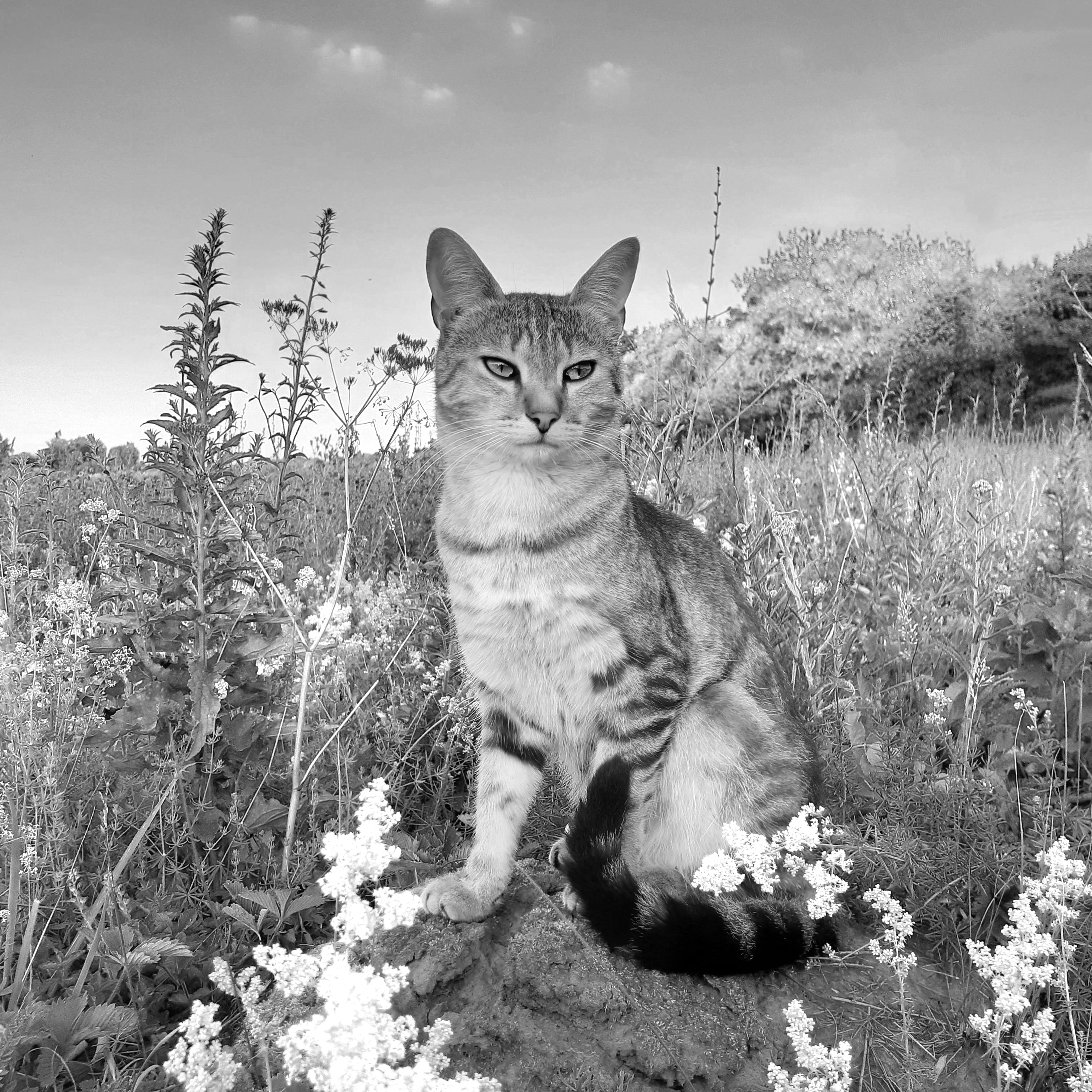 , Кондрашова Светлана