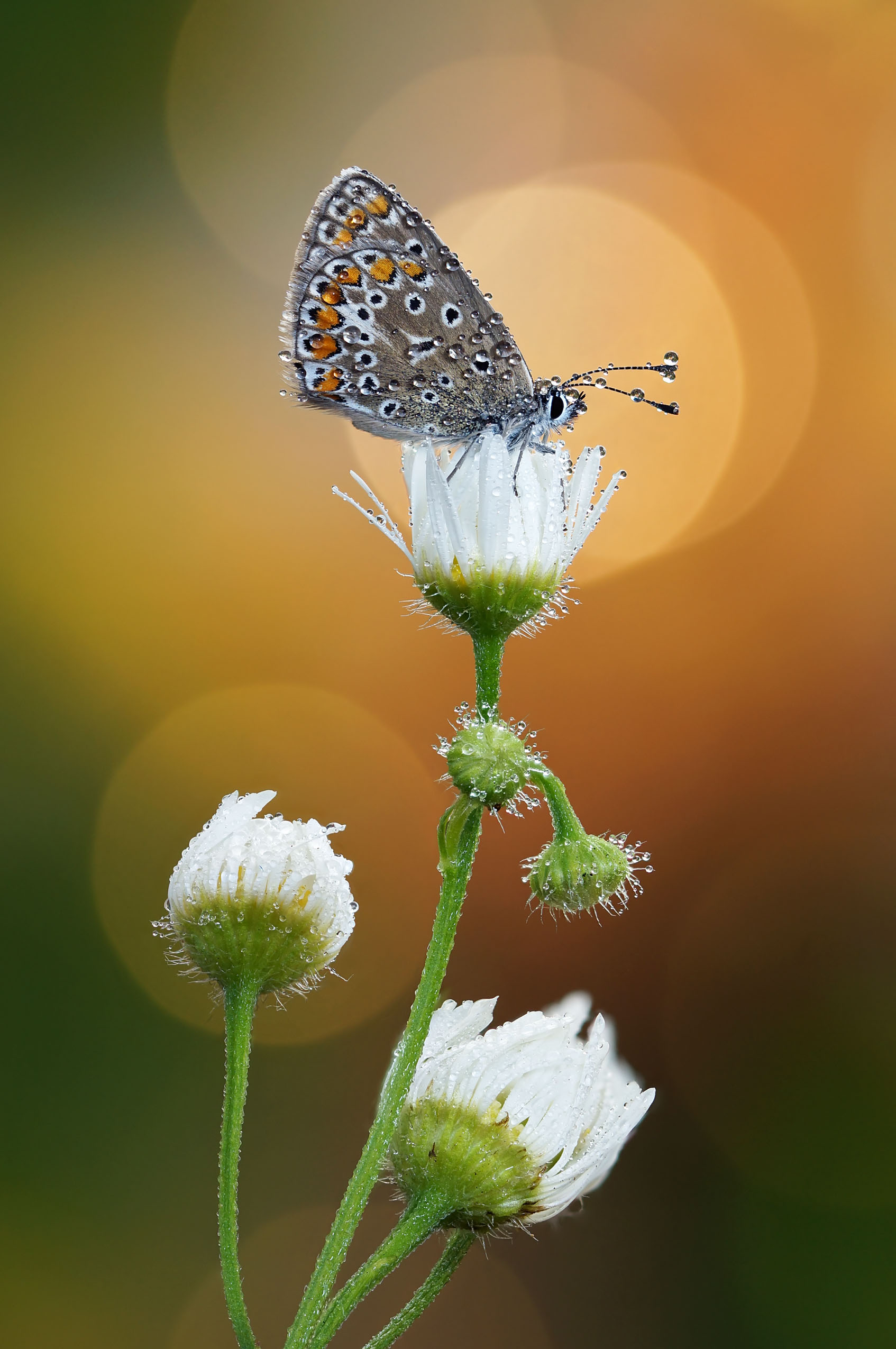 Бабочка, Чепленко Алексей
