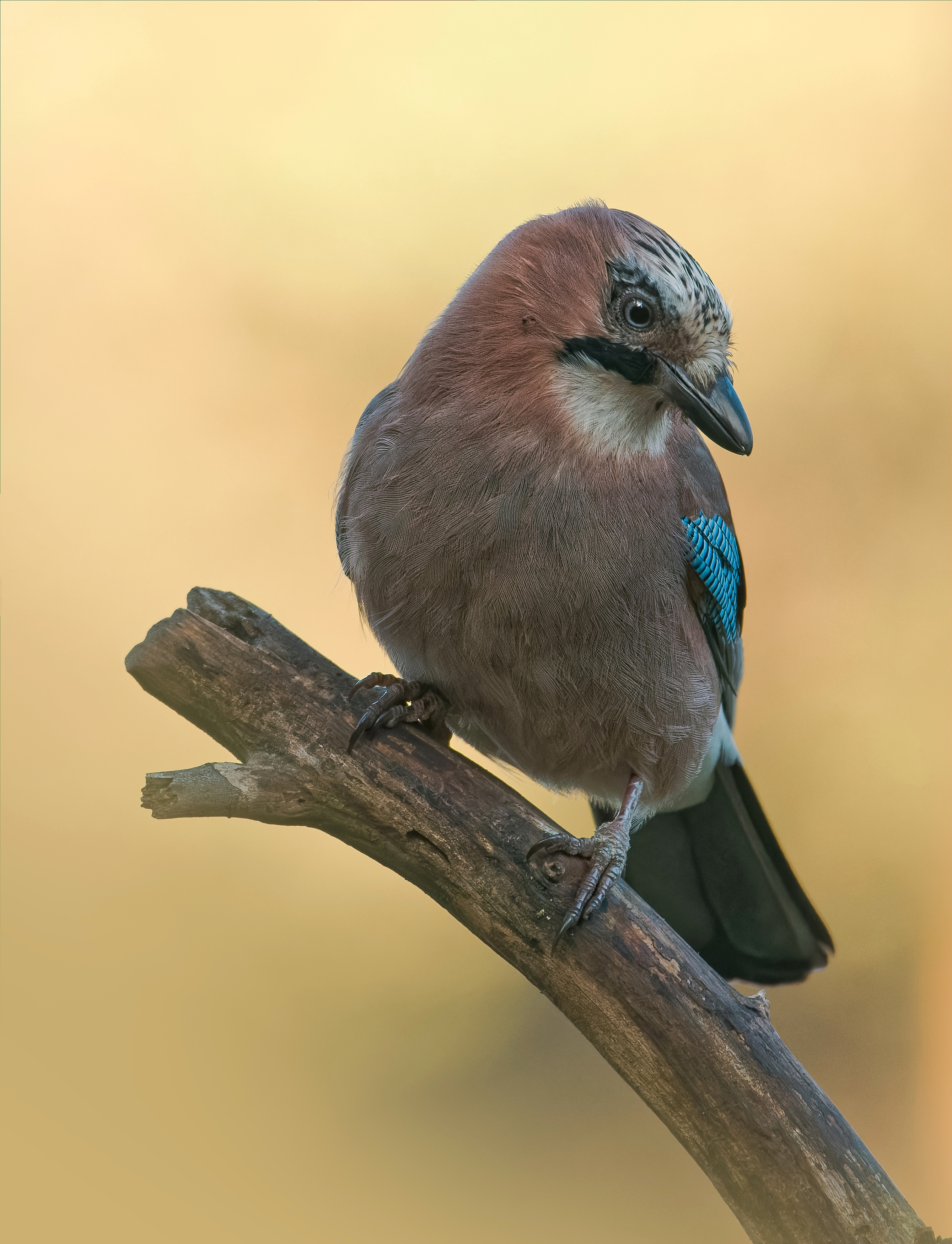 , Фото Александр