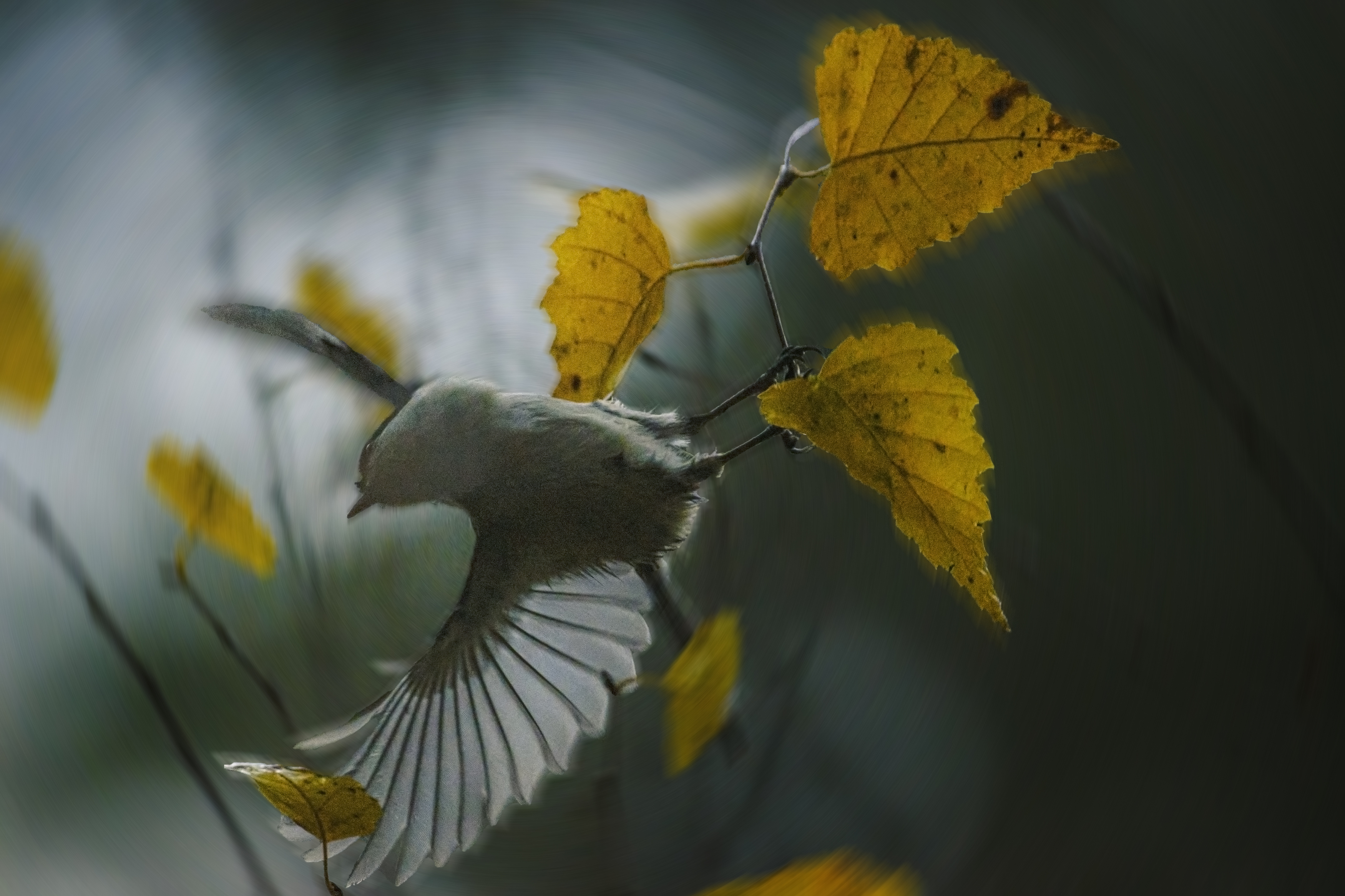 пухляк, буроголовая гаичка, willow tit, Poecile montanus, птица, дикая природа, лесная птица, bird, wild bird, tit, синица, small bird, brown cap, птицы России, birdwatching, nature, wildlife photography, close‑up bird, Полина Шальнева