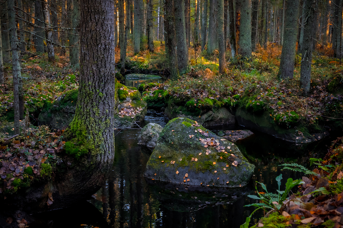 осень, золотая осень, карелия, ладога, северное приладожье, сортавала, питкяранта, русский север,северная природа, северный пейзаж, пейзажи карелии, фототуры по карелии, фототуры по ладоге, Уютнов Кирилл