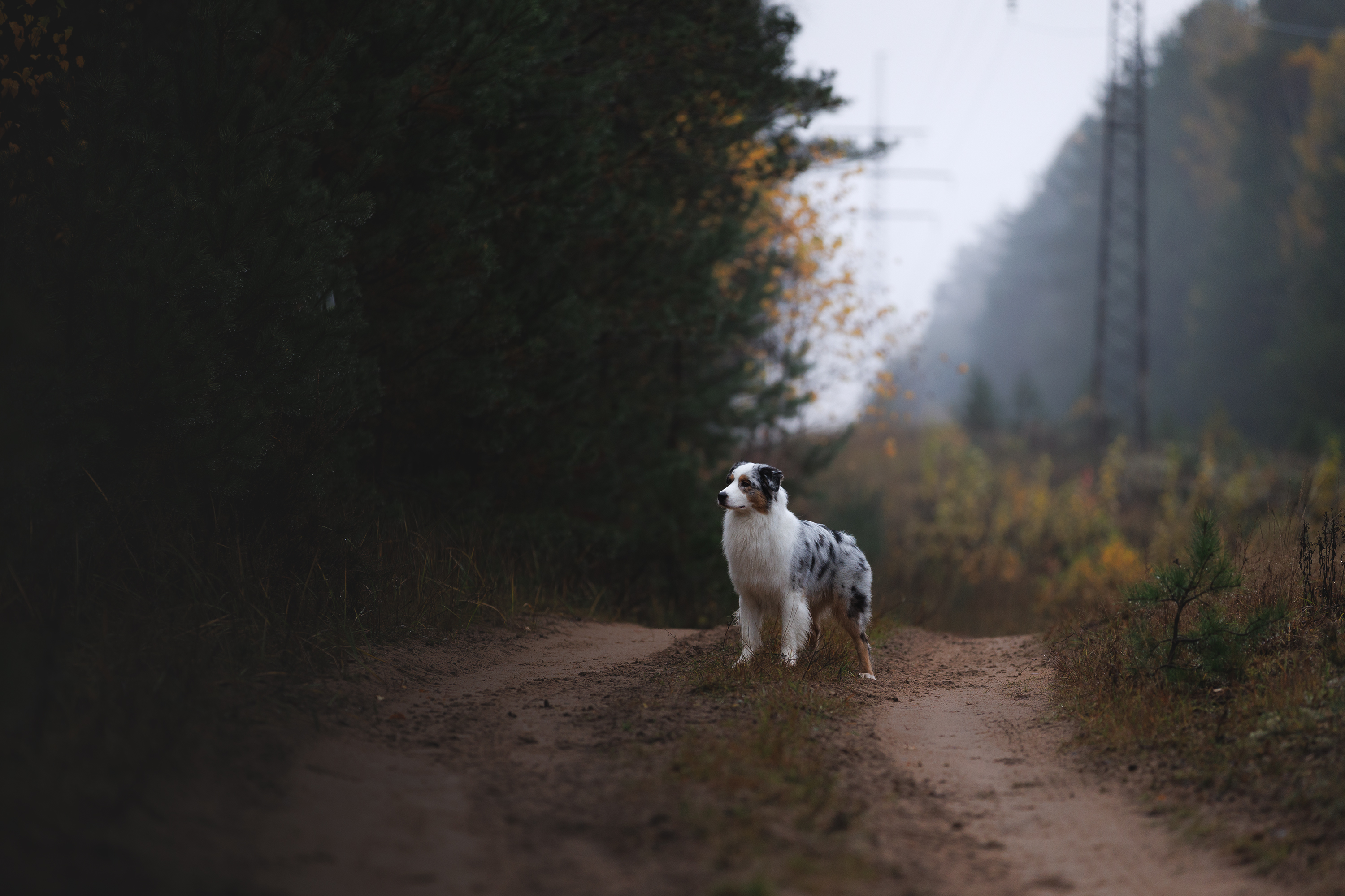 , Шерскова Мария