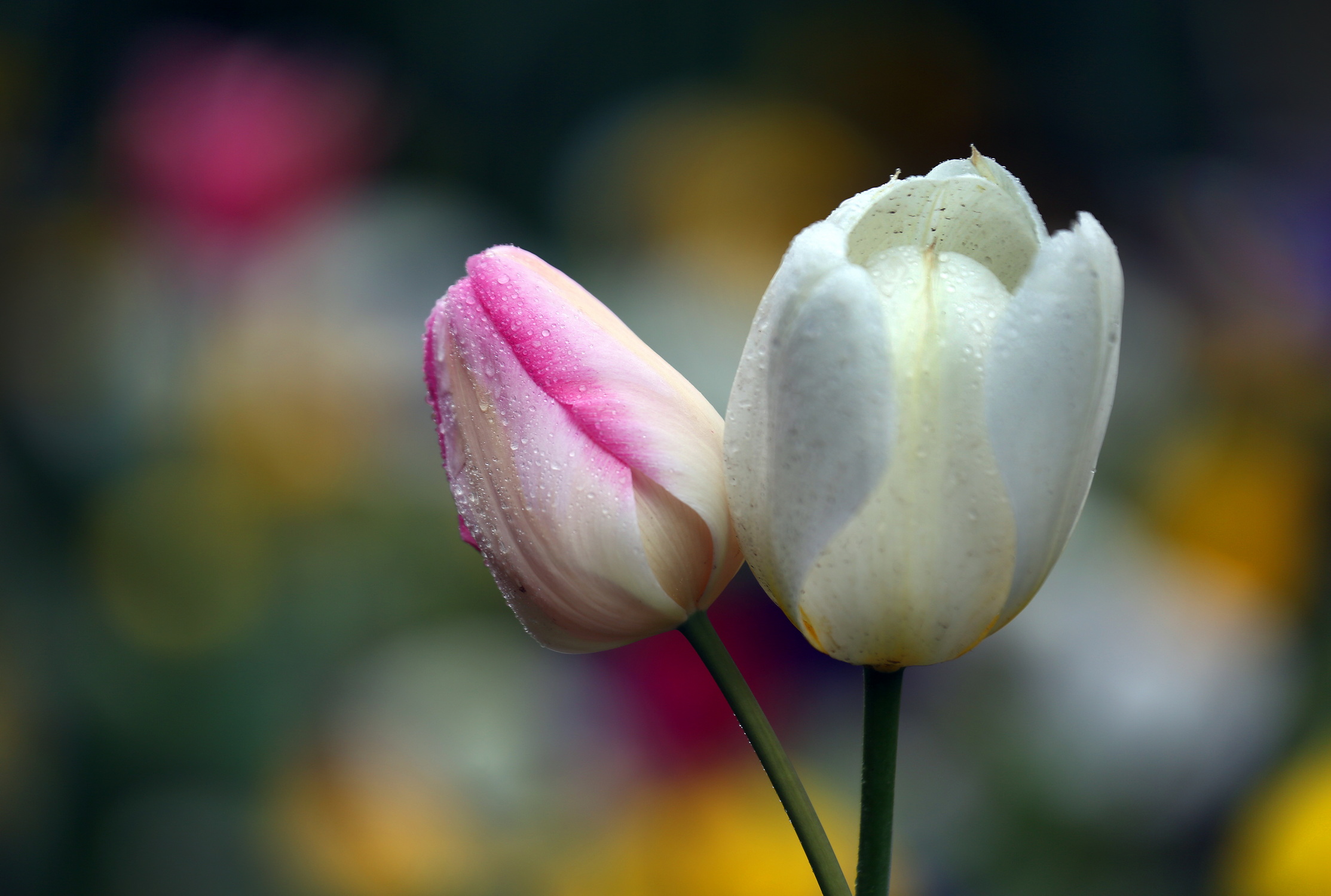 , Бибичков Михаил