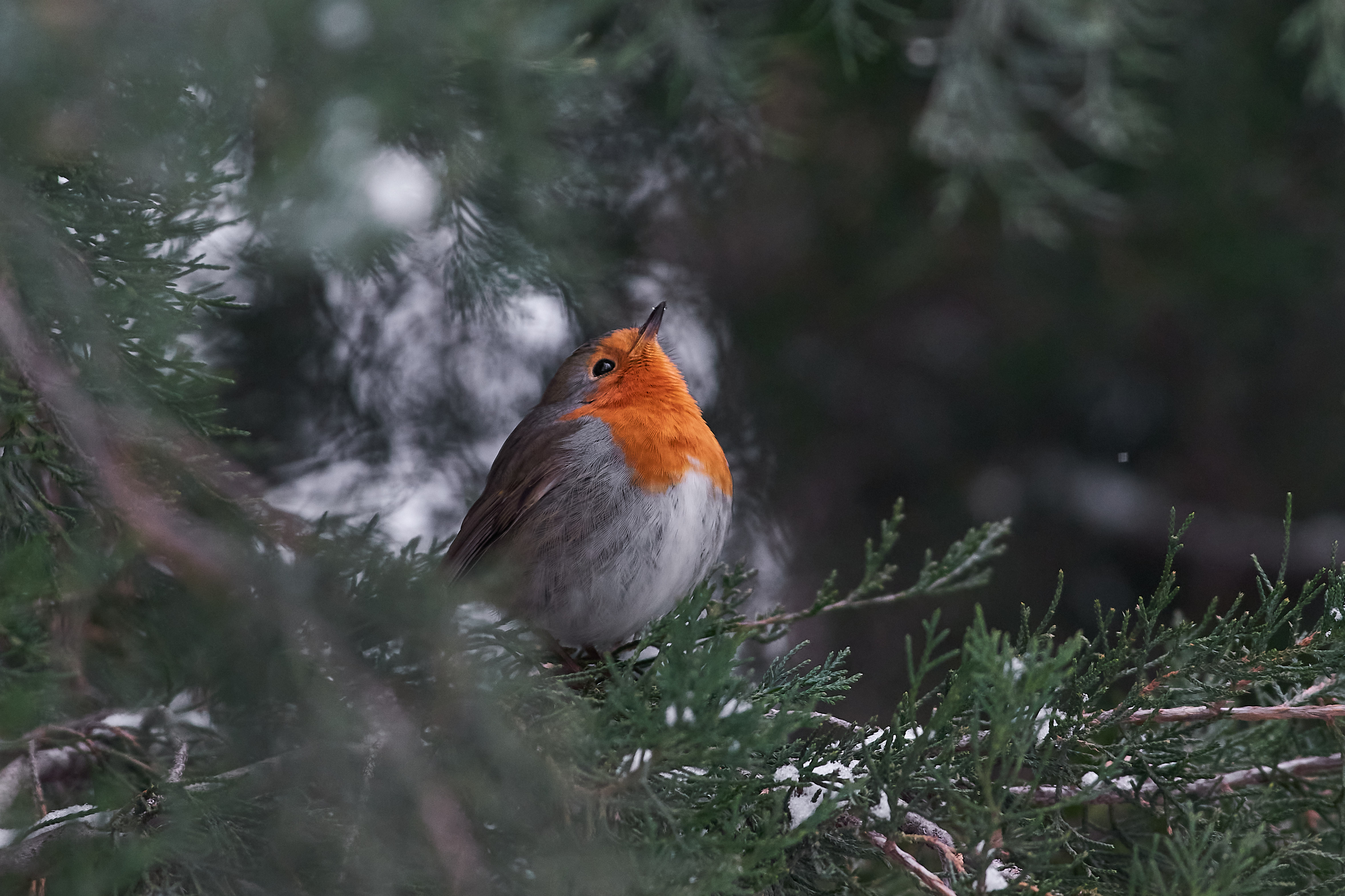 заорянка, птицы, волгоград, , Павел Сторчилов