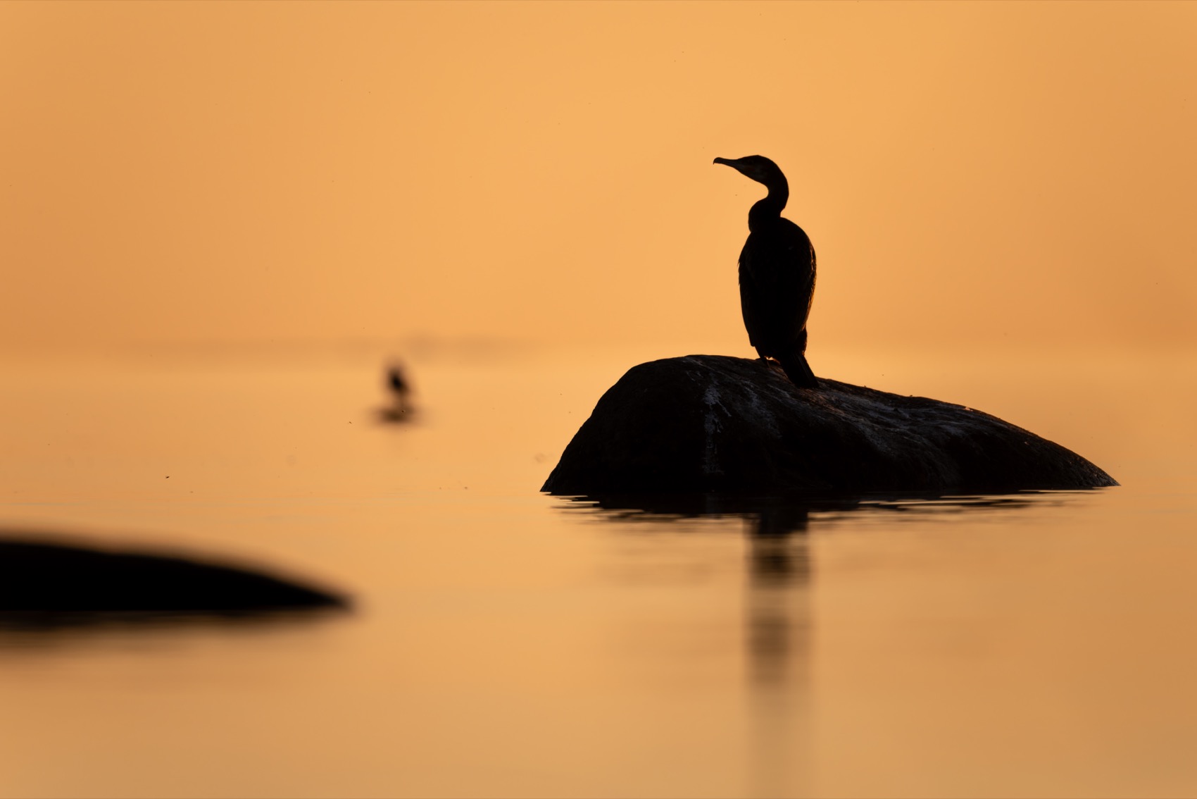 баклан, балтика, финский залив, птицы, Ruslan Pl