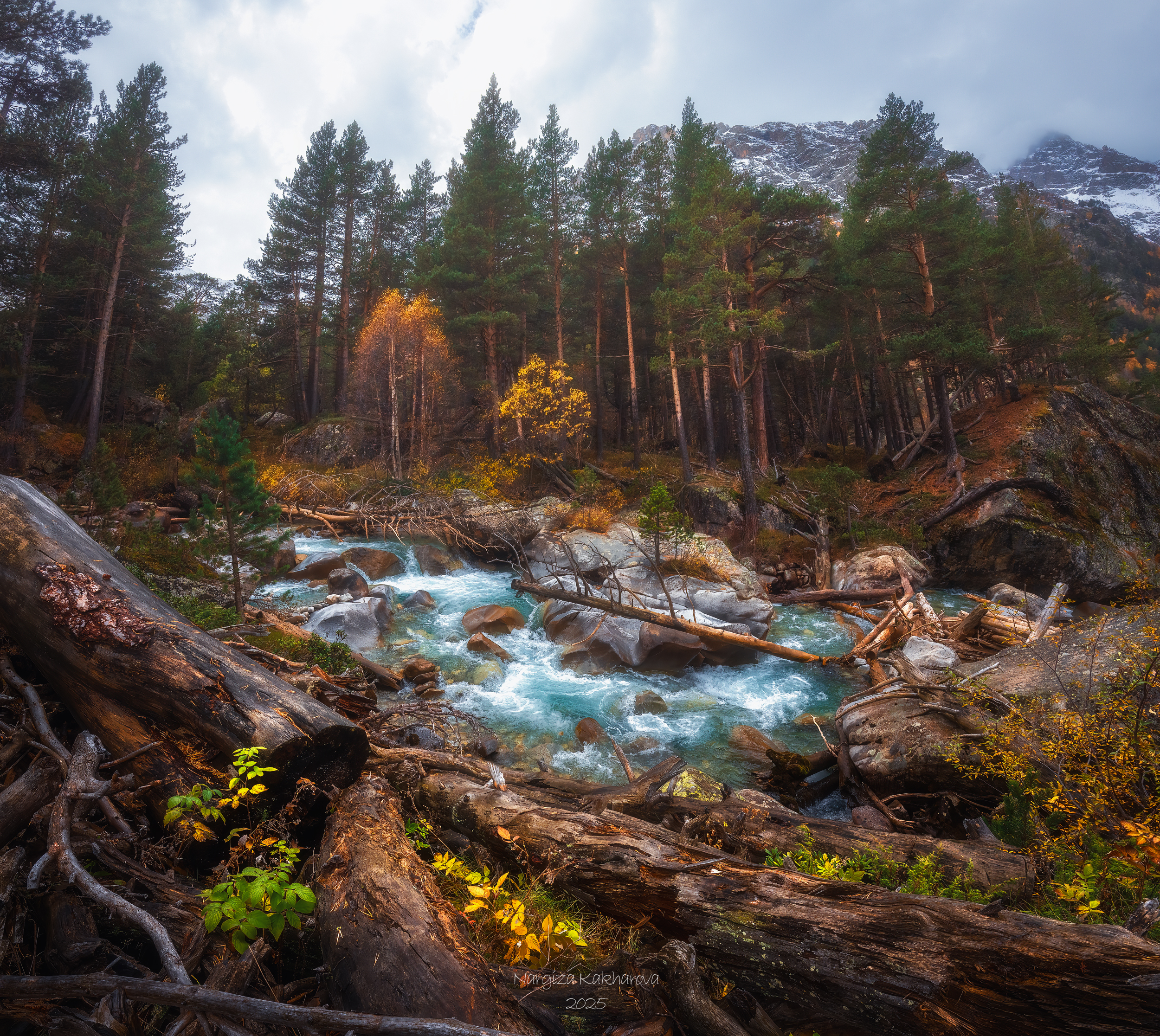 сосны, кчр, золотая осень, Nargiza Kakharova