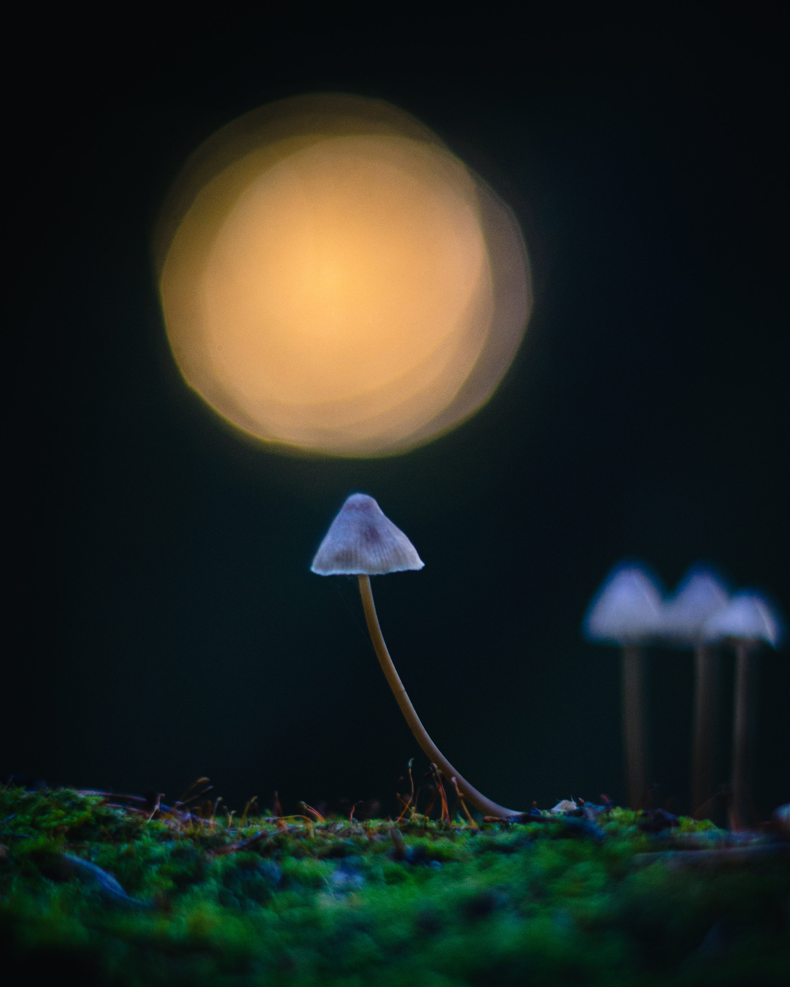 , Вайсберг Александр