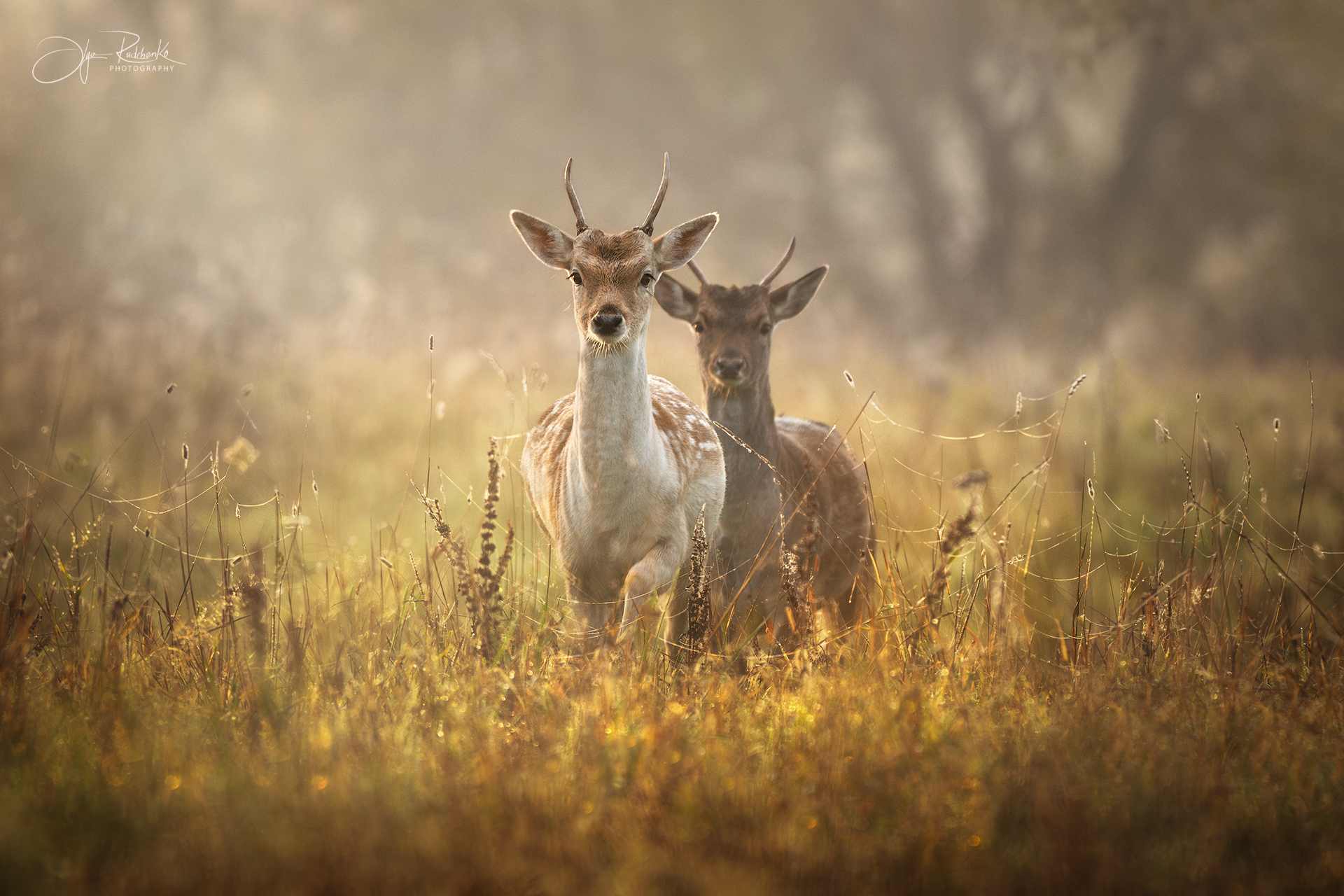 лань, беларусь, красный бор, олень, осень, doe, олень, туман, deer, Рудченко Ольга