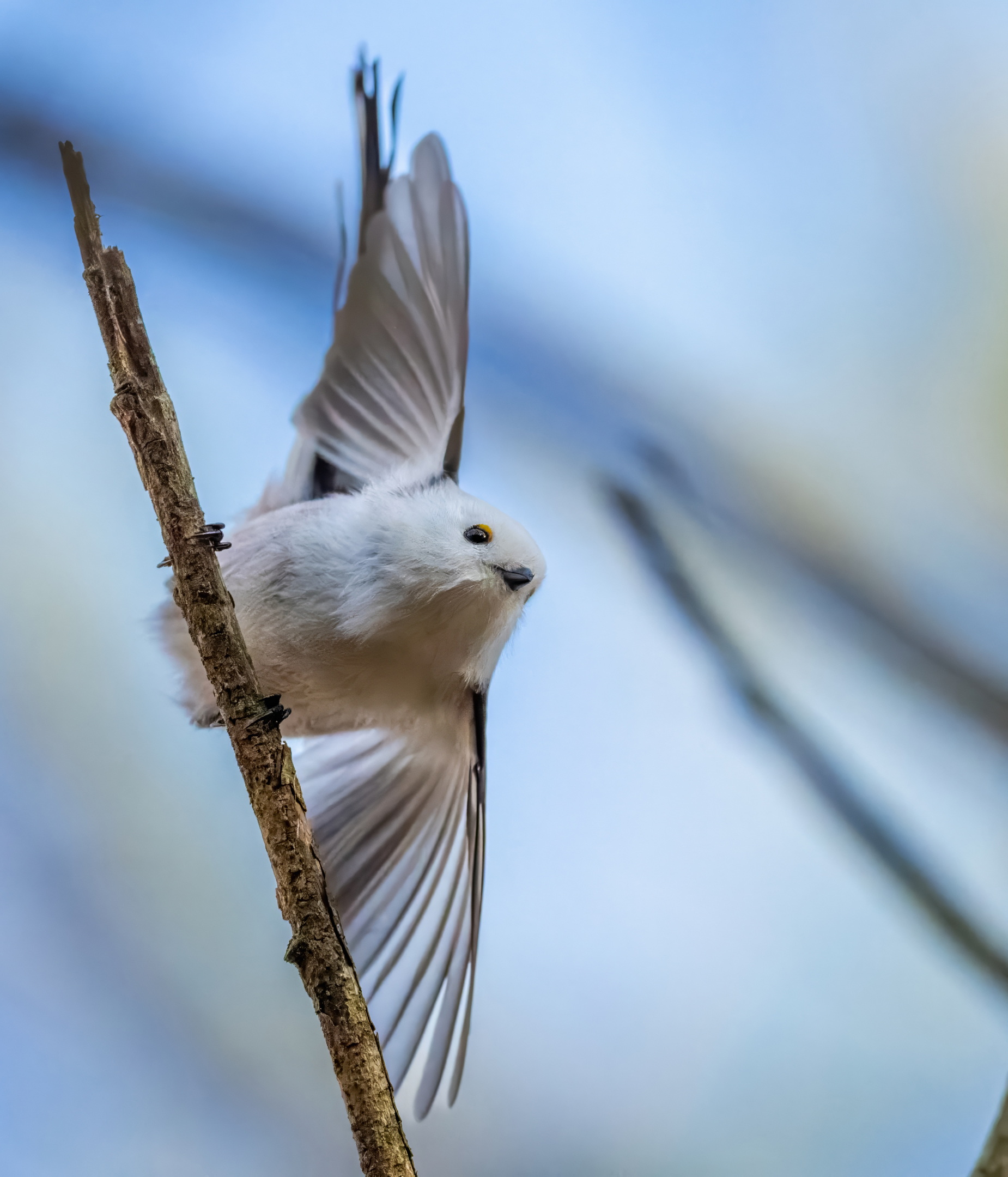 , Дэм Константин