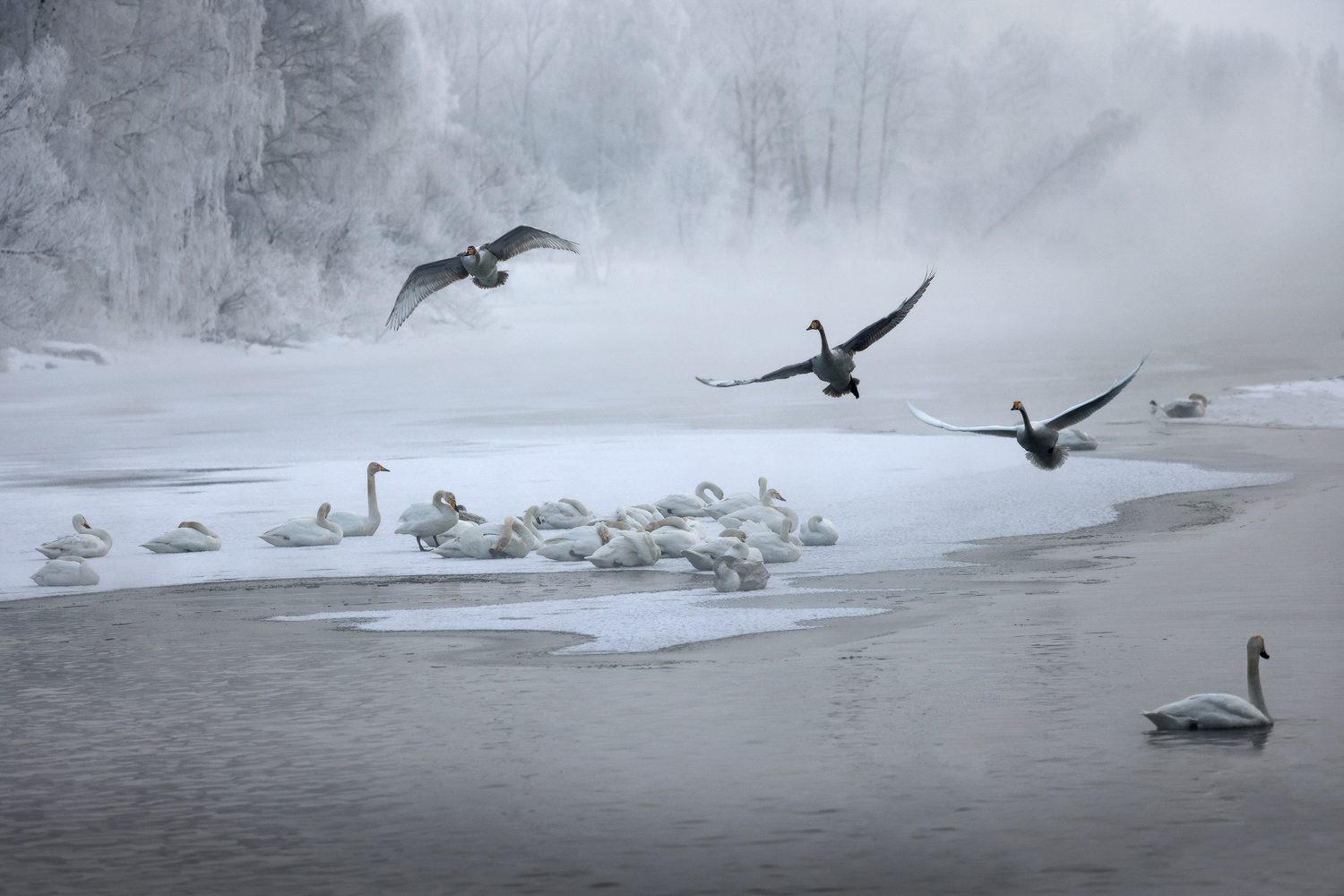 Лебединое озеро, село Урожайное, Алтайский край, Галина Хвостенко