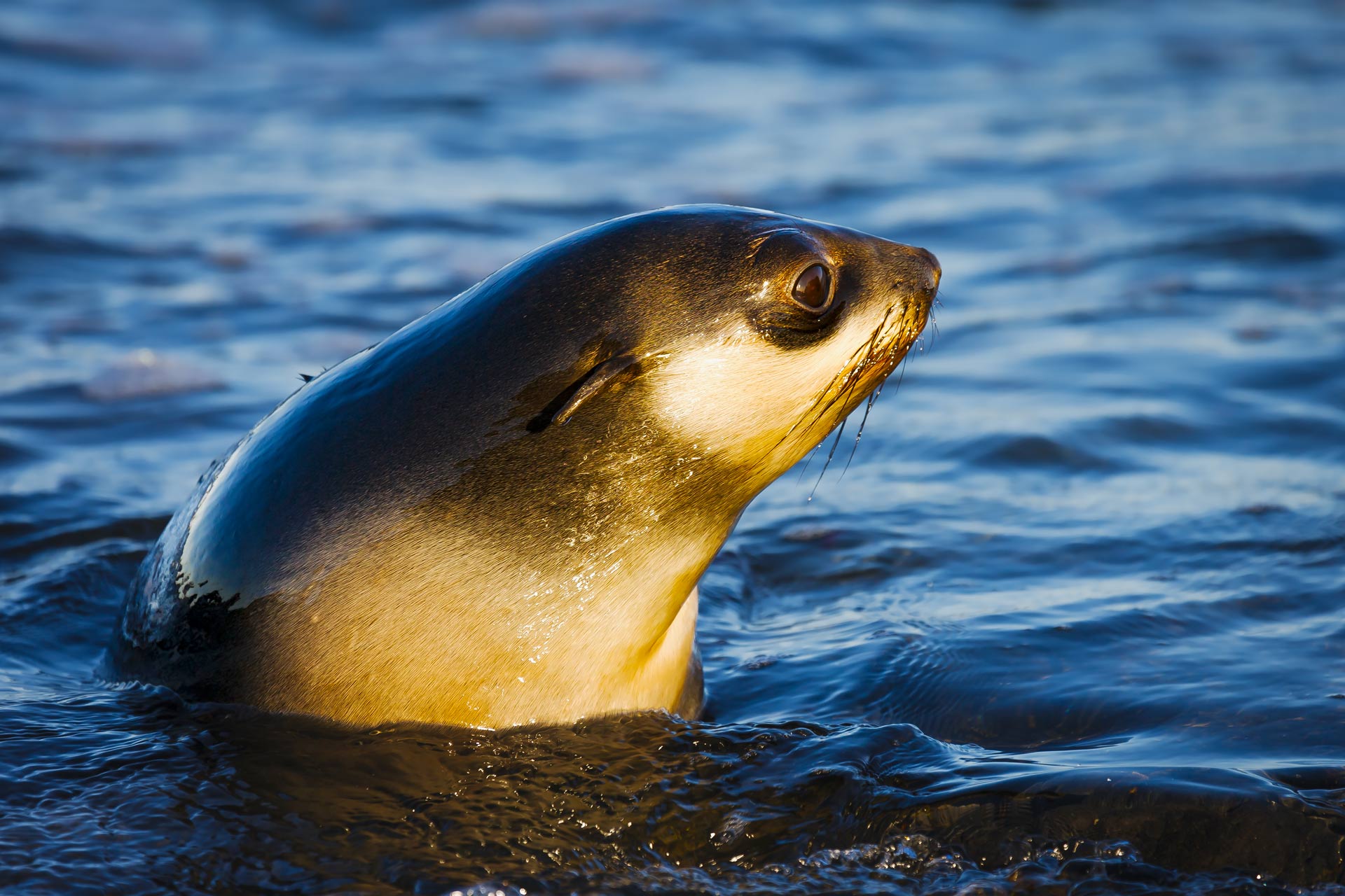 северный морской котик, морские млекопитающие, серенький, щенок, Уткин Дмитрий