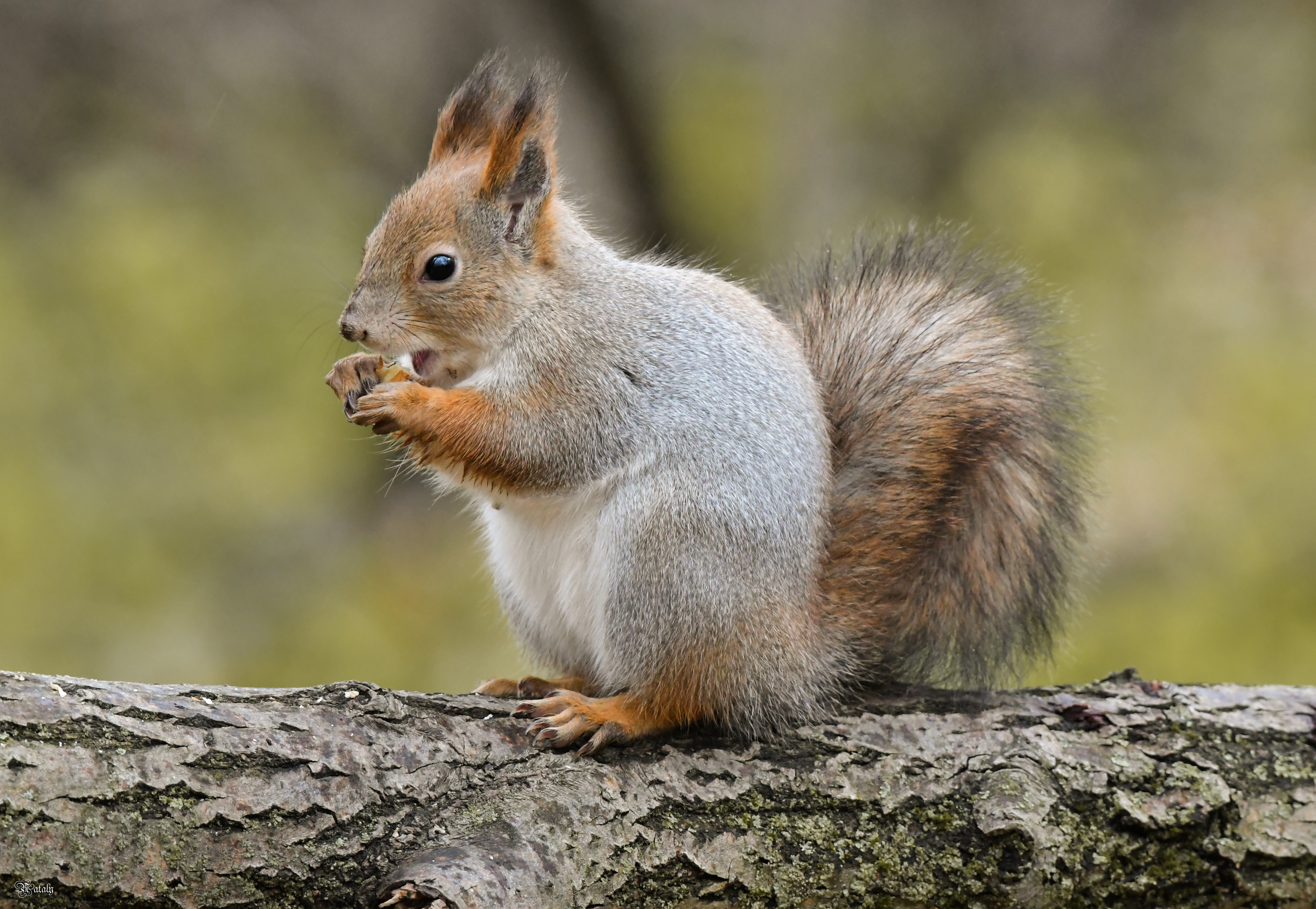 , Наталья Екимова