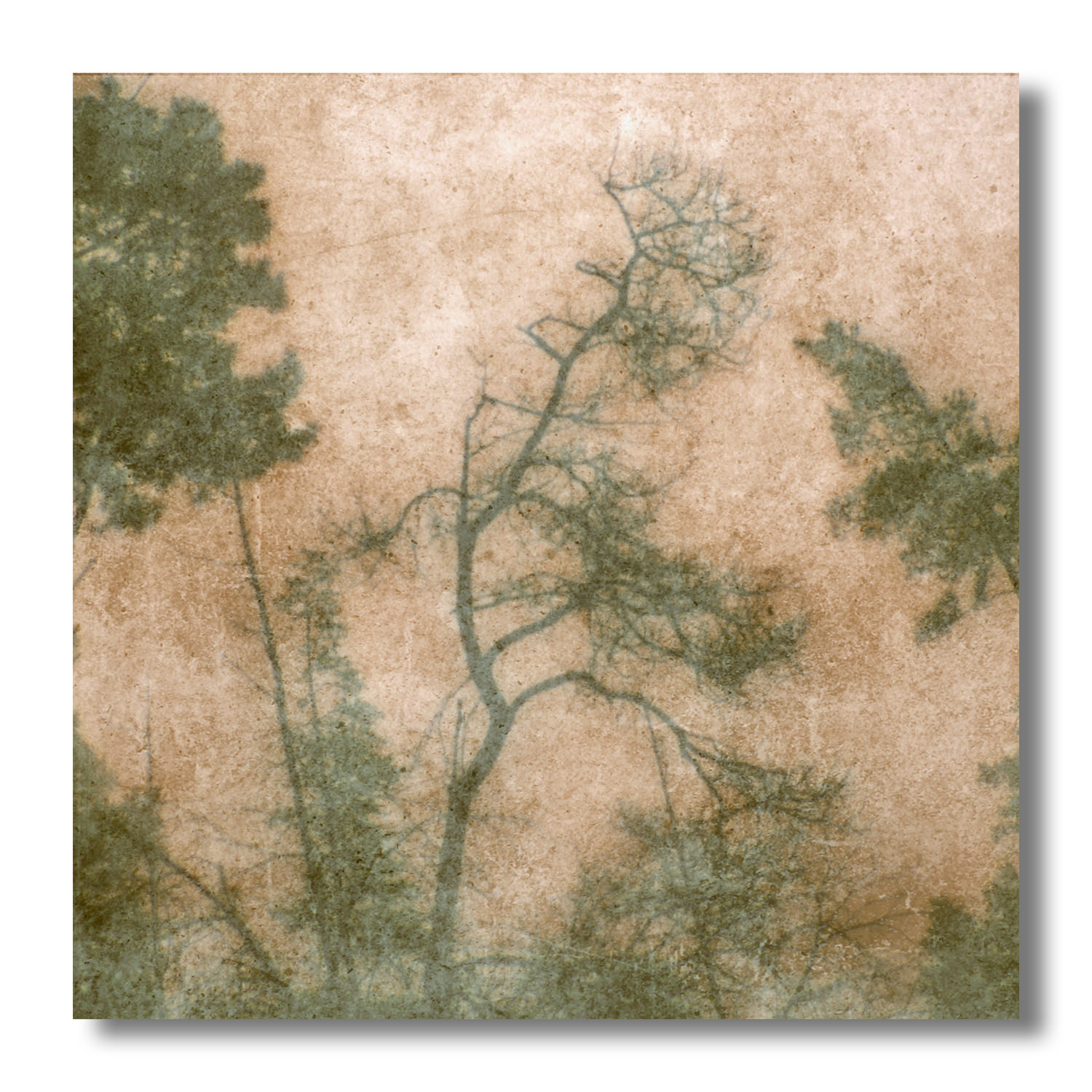 пикториализм, монокль, арт-фотография, художественная фотография, пикториальный пейзаж, пикториальная фотография, интимный пейзаж, Ефимов Андрей