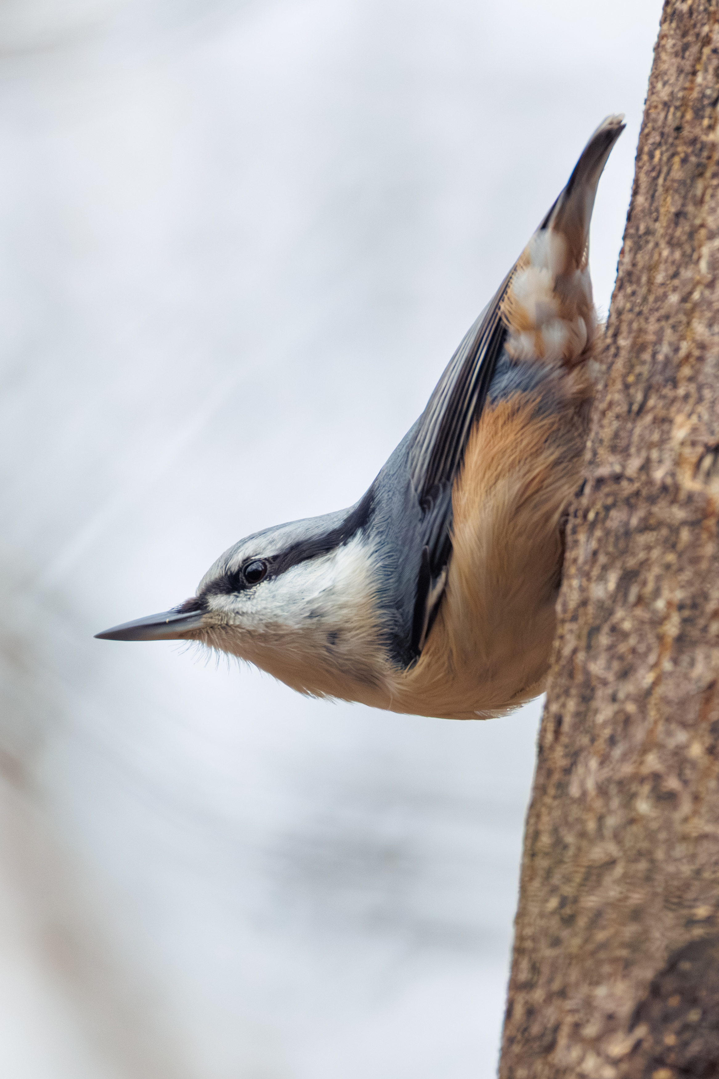 , ssmirs Сергей