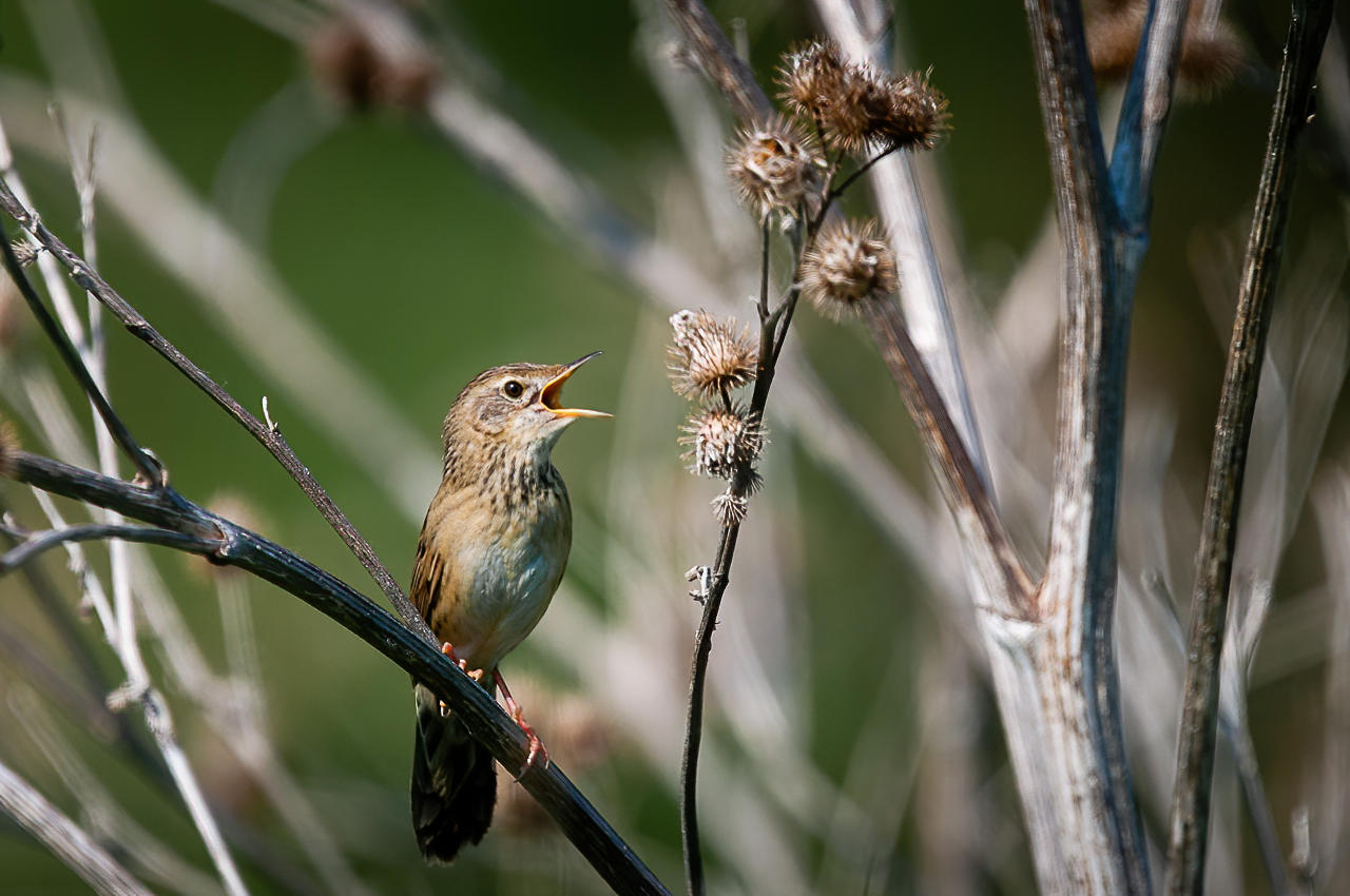 обыкновенный сверчок, сверчок, птица, поет, Anton