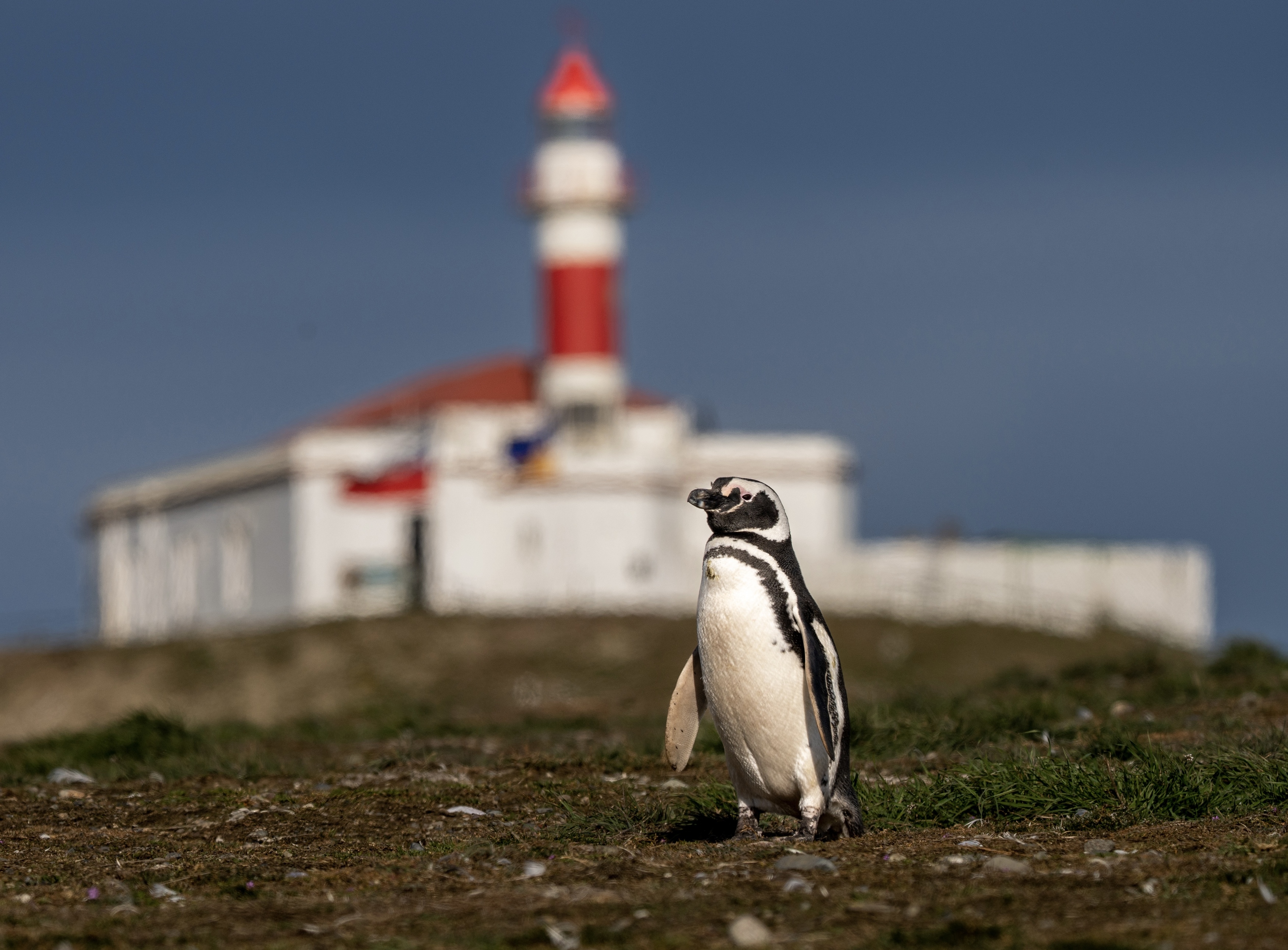 , Владимир Цветов