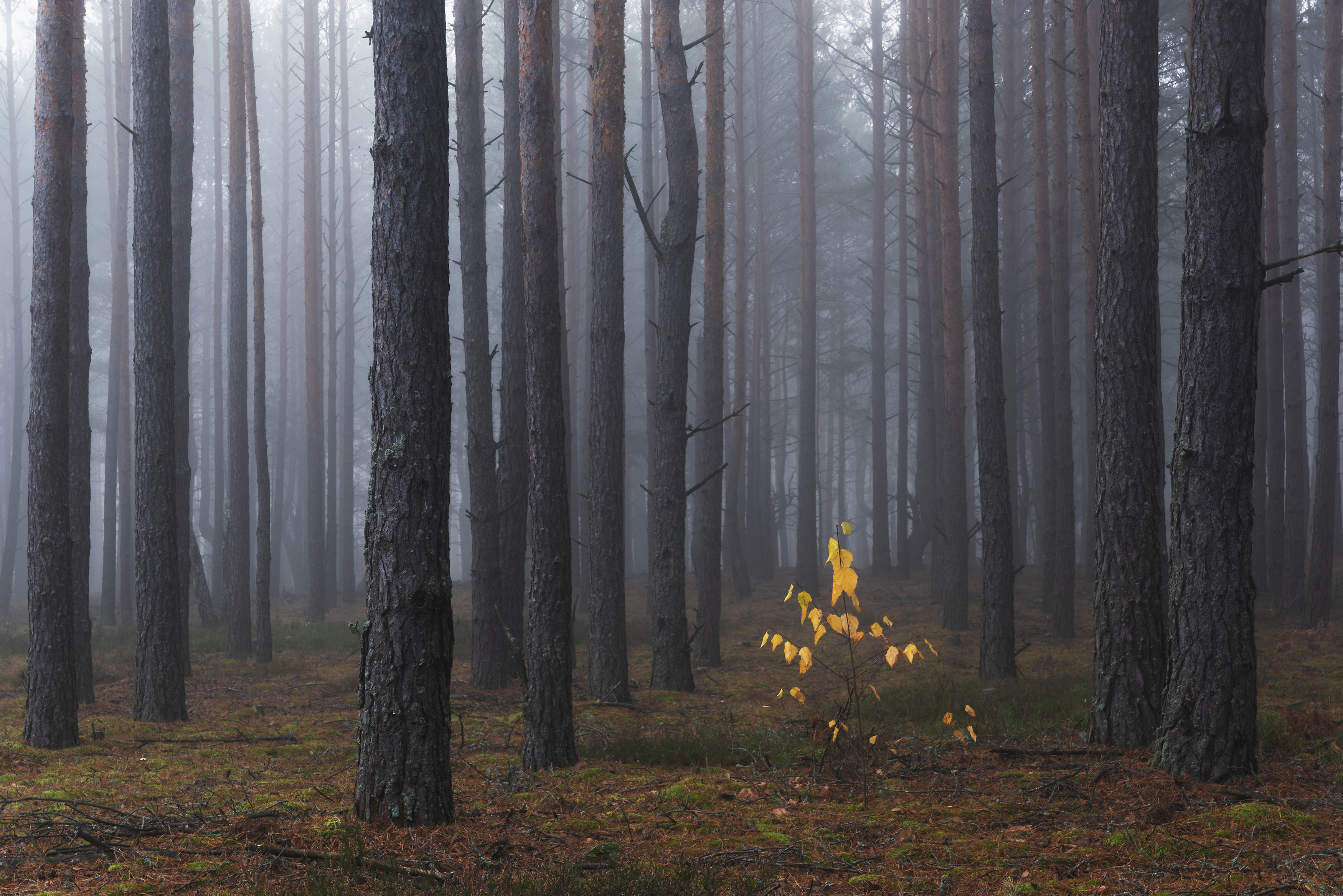 , Дмитрий Захаров