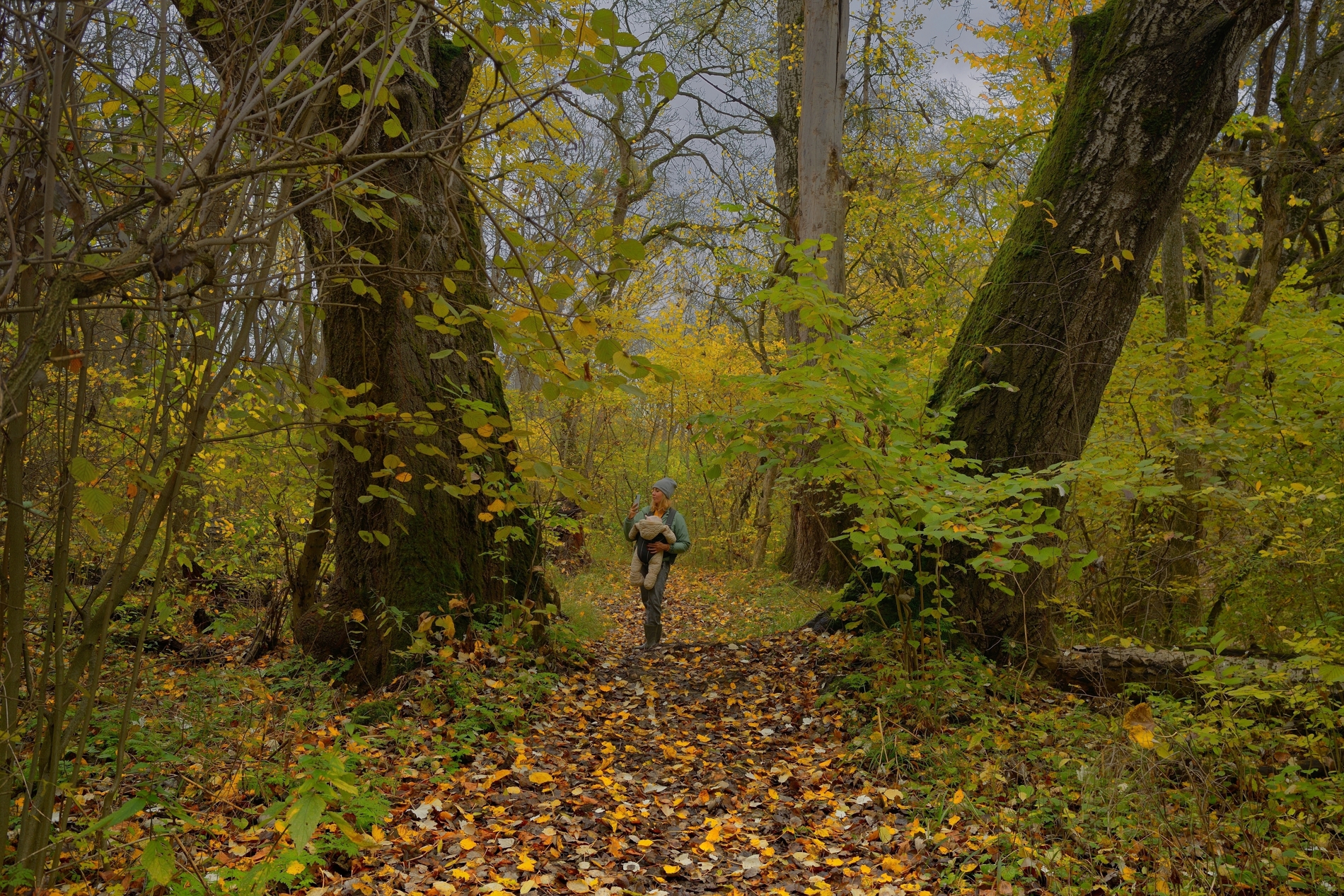 осень листва утро лес, Александр Жарников