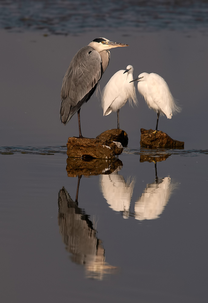 grey heron, little egret, heron, egret, израиль, дикие птицы, cерая цапля, малая белая цапля, цапля, Etkind Elizabeth