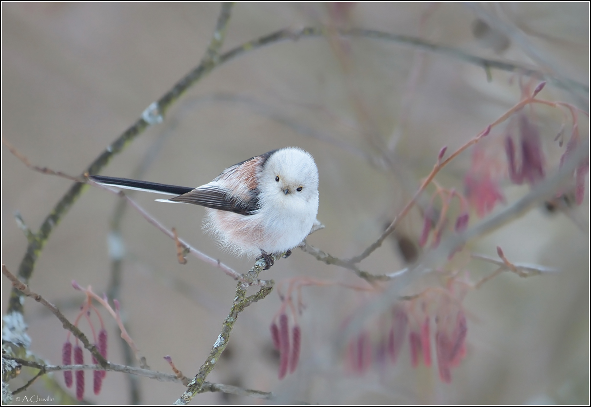 птица,ополовник,лиловый,туман,ольха,серёжки, Александр Чувилин