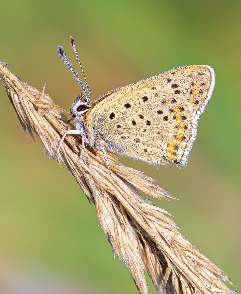 насекомые, бабочка, голубянка, червонец, бурый, лето, июль, утро, роса, Борис Новиков