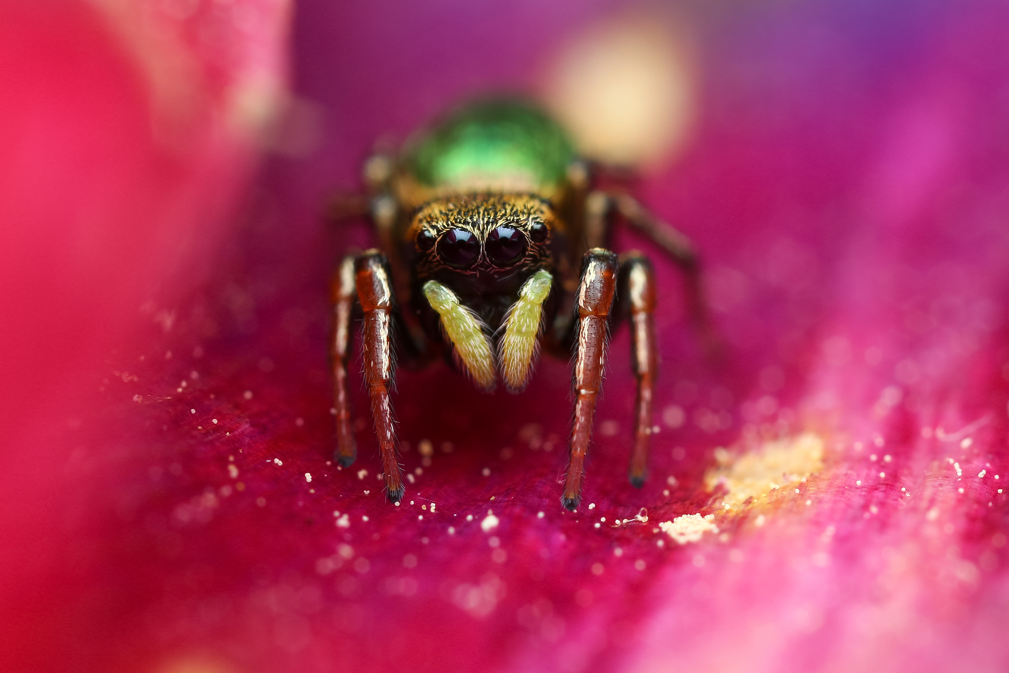 макро, природа, животное, растение, цвет, фото, розовый, паук, цветок, Шаповалов Андрей