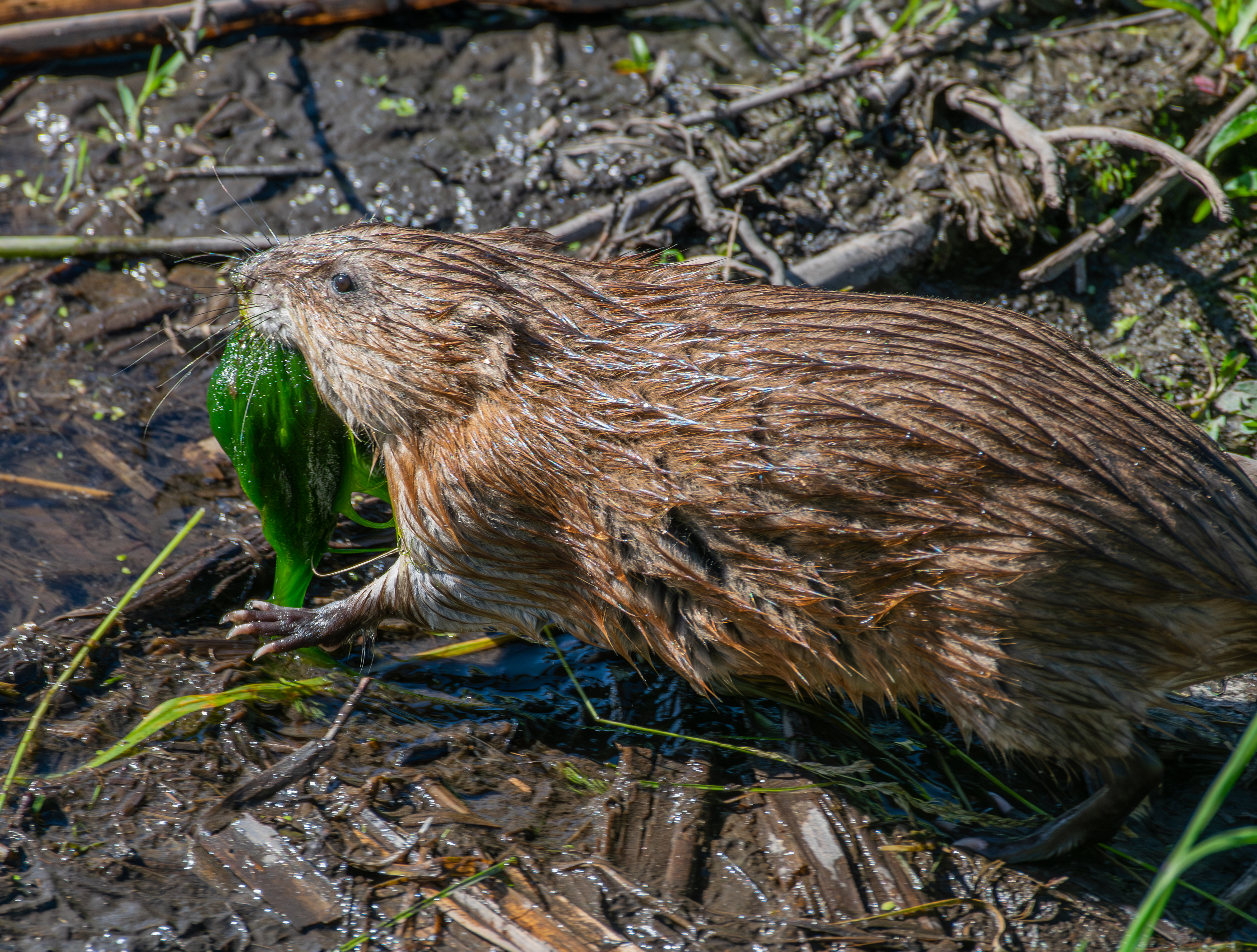 , Алексей Савельев