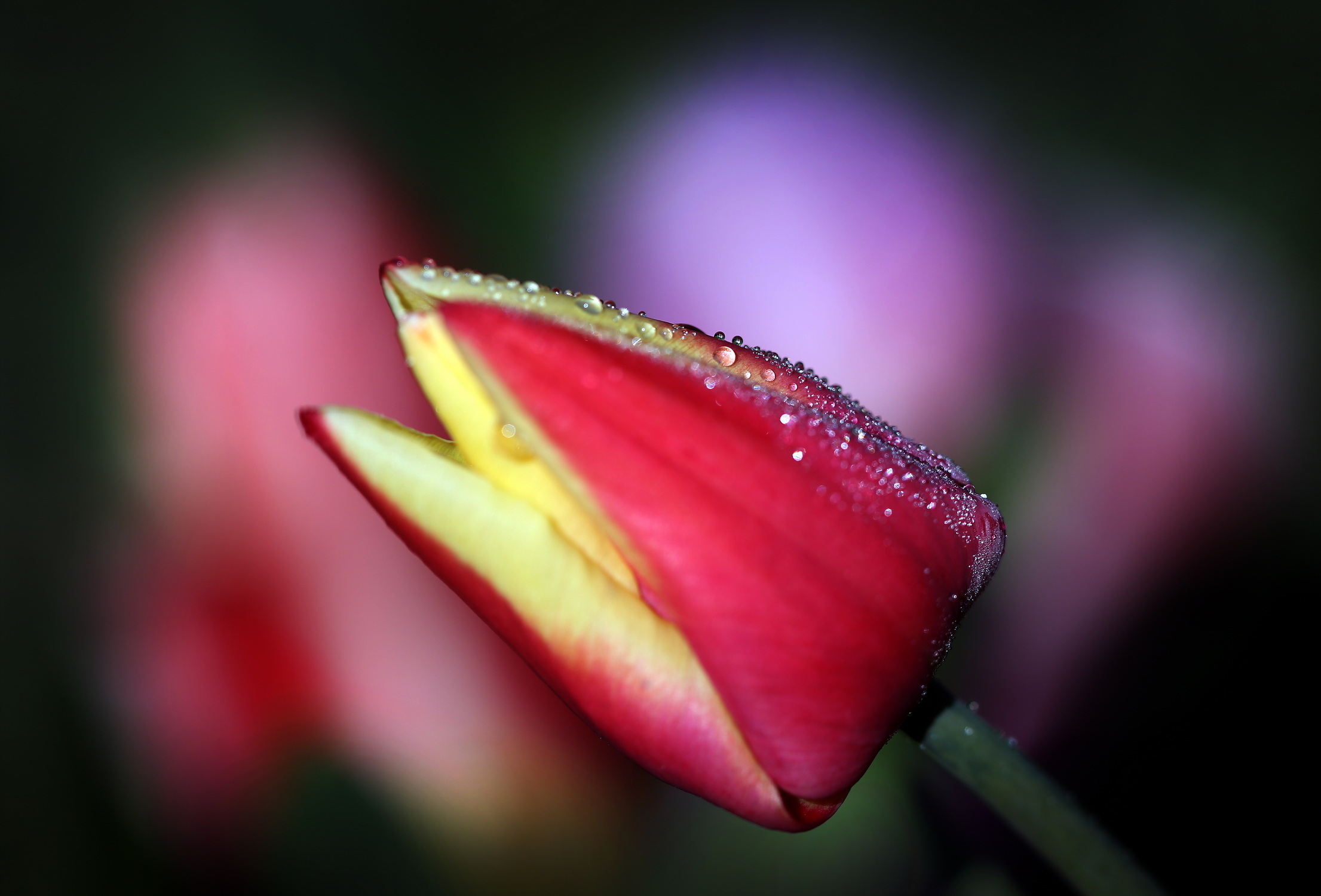 , Бибичков Михаил