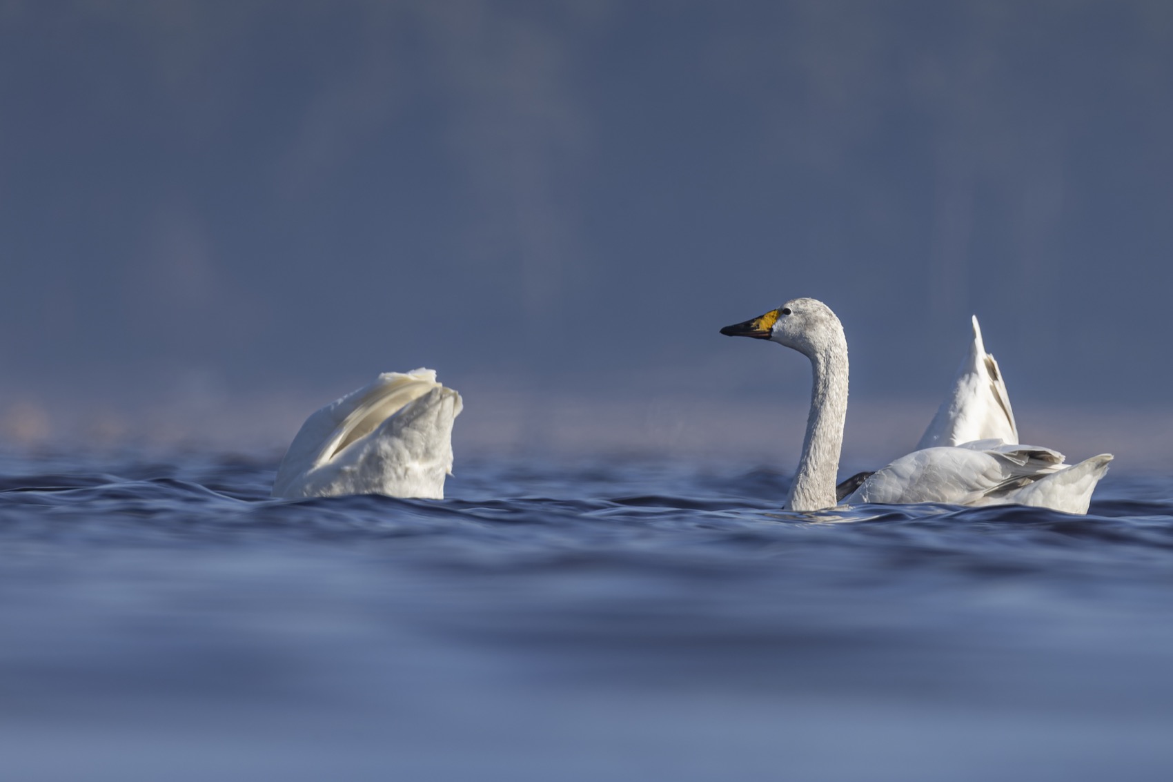 лебедь, малый лебедь, красная книга, тундровый лебедь, Ruslan Pl