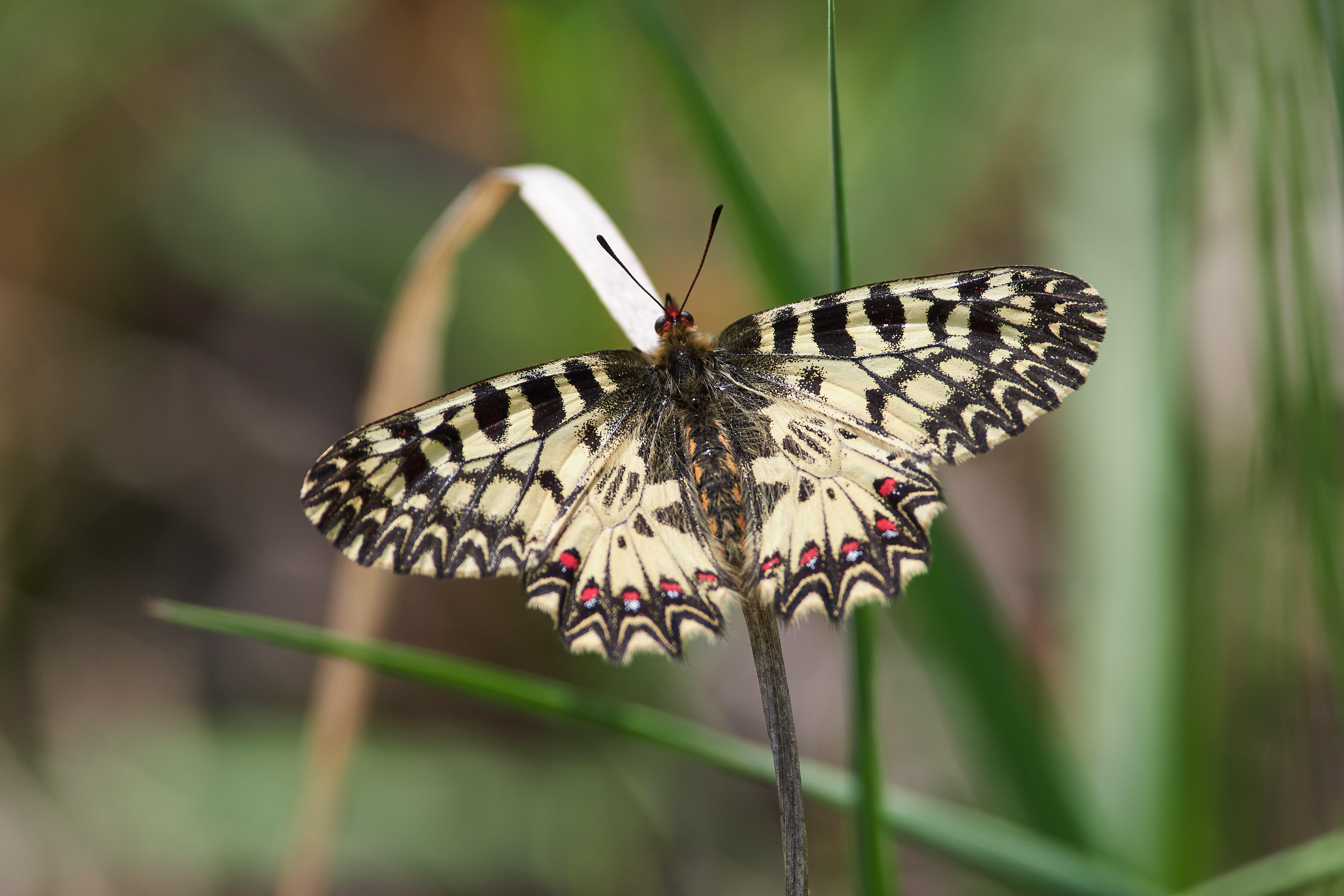 поликсена. бабочка,, Павел Сторчилов